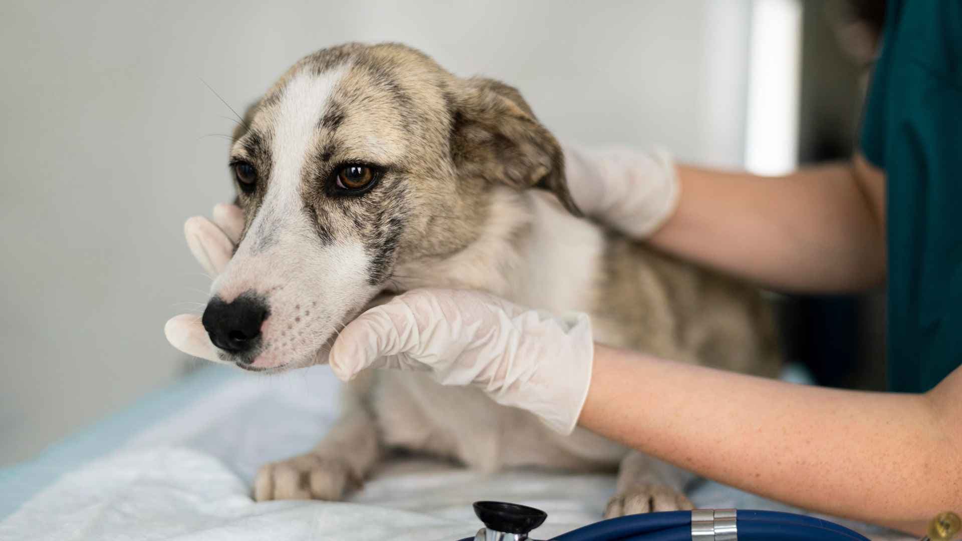 Otohematoma Perros: Qué Debes Saber