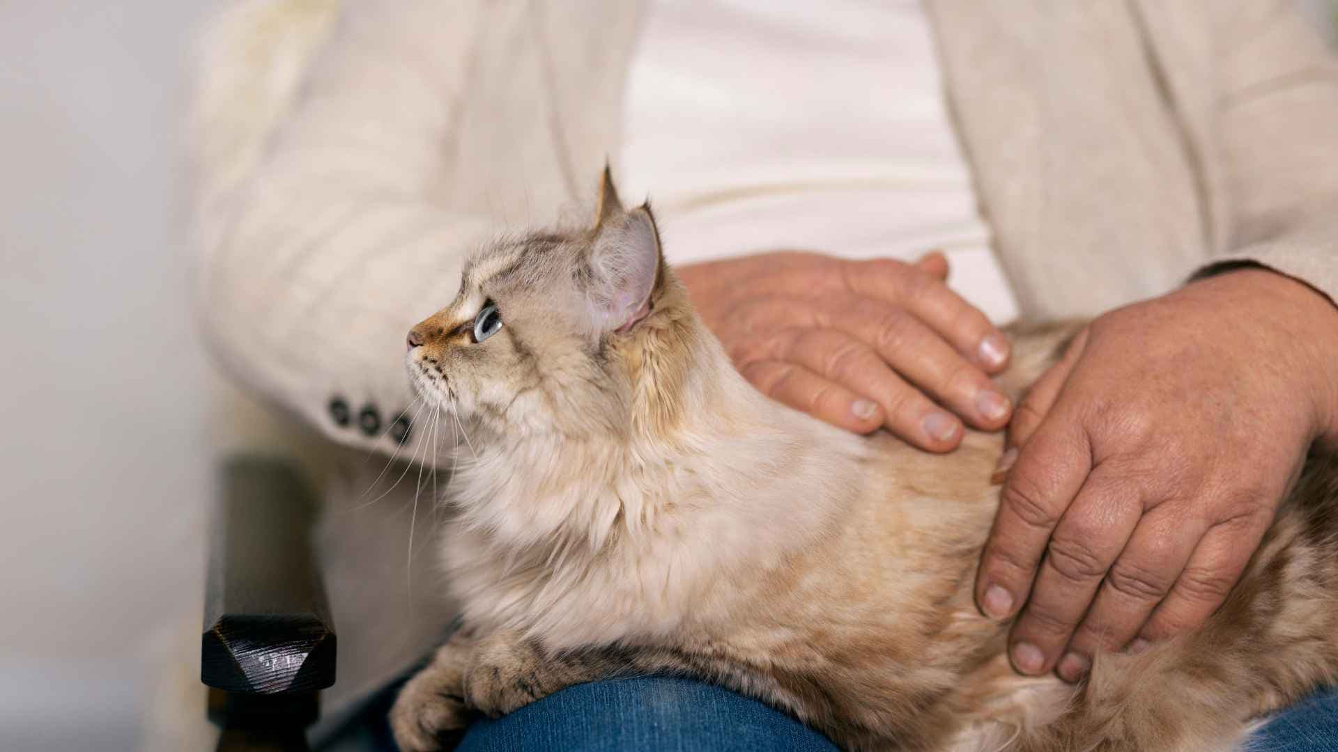 Pancreatitis en Gatos: Causas, Síntomas y Tratamiento
