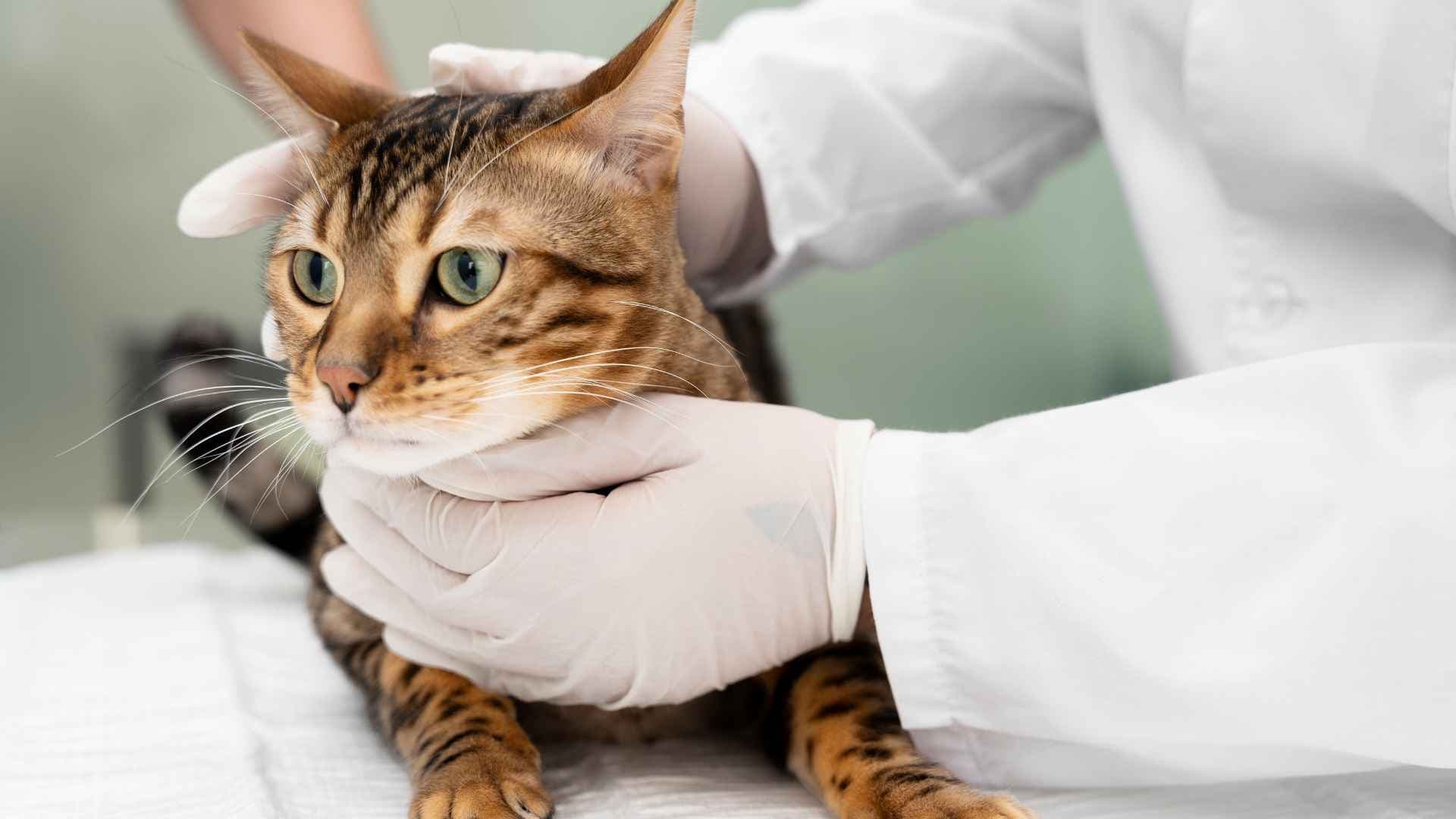 Panleucopenia Felina: Todo lo qué Debes Saber