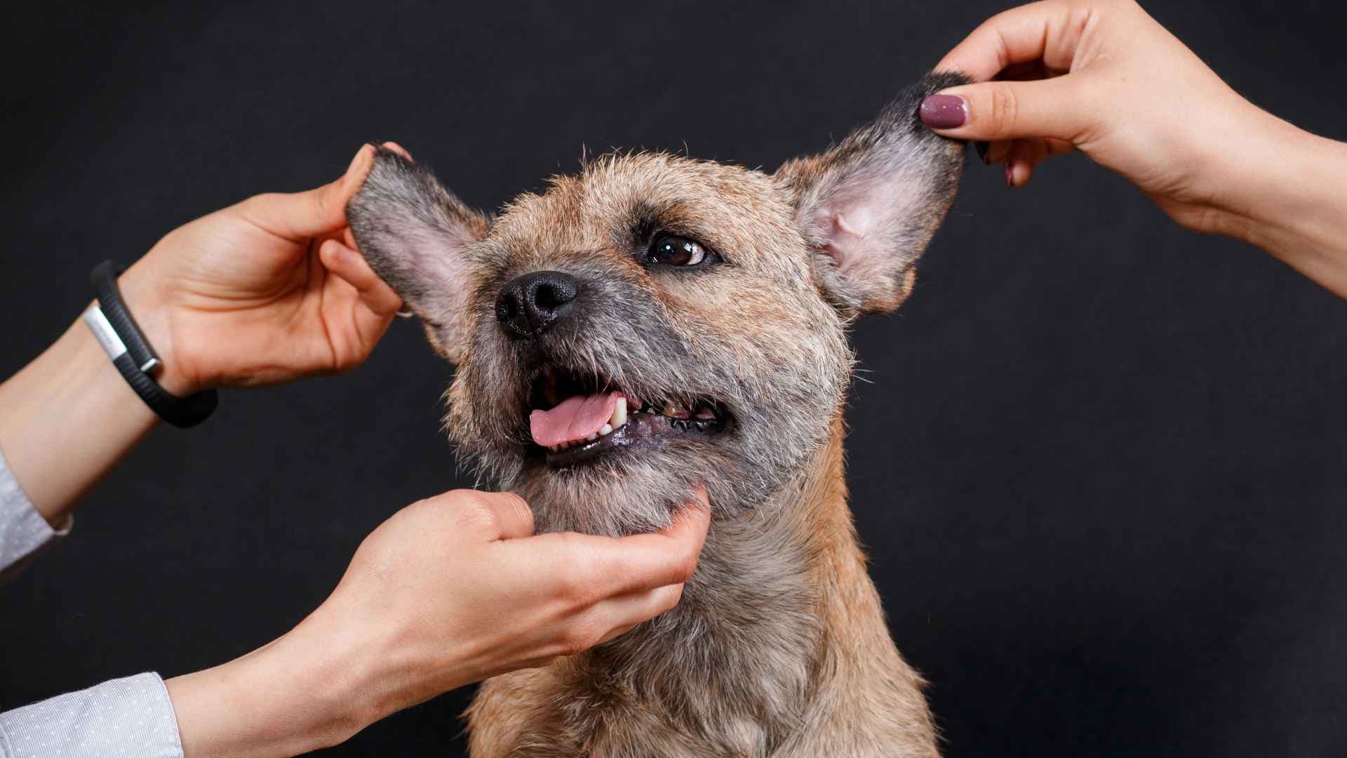 Papilomatosis: qué es y por qué aparecen verrugas en perros