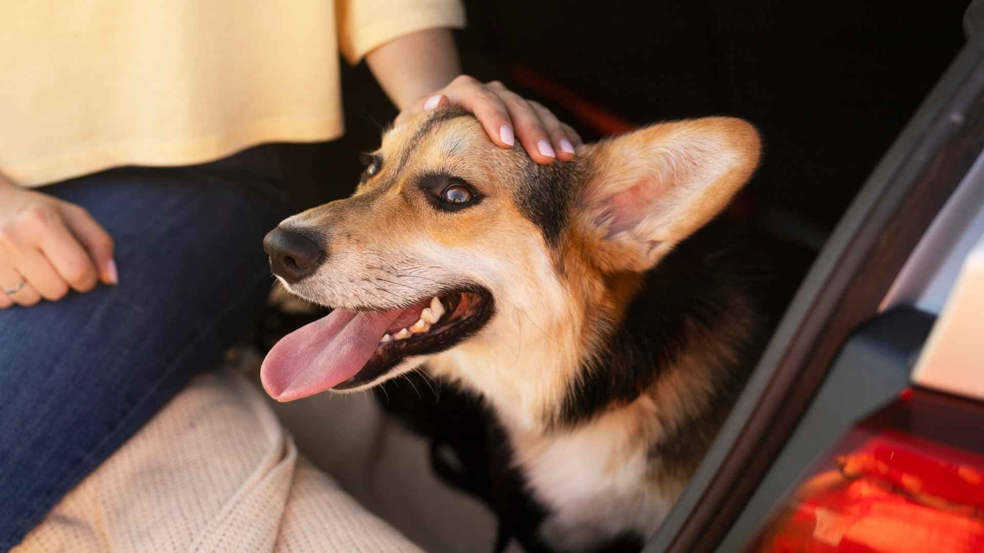 Parche caliente en perros: qué es y cómo tratarlo