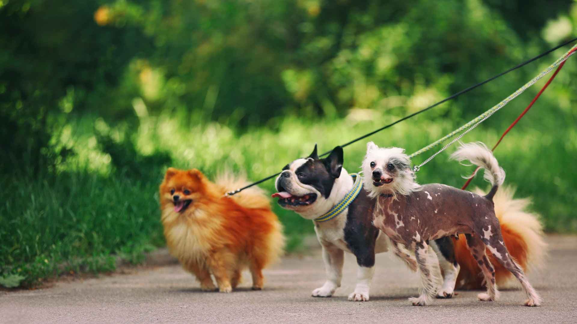 Parques para perros: para disfrutar con tu mascota