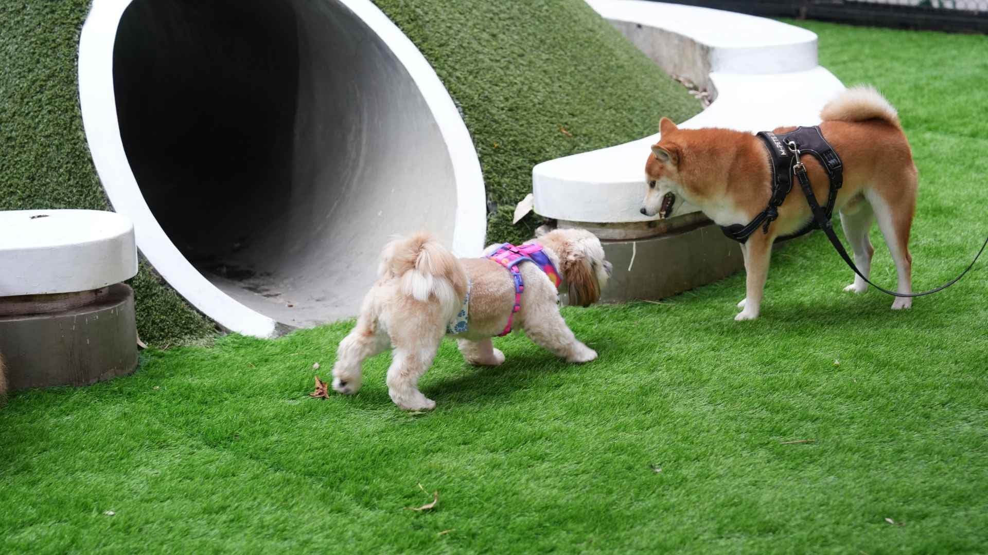 Parques pet friendly en Concón: guía para pasear con tu perro