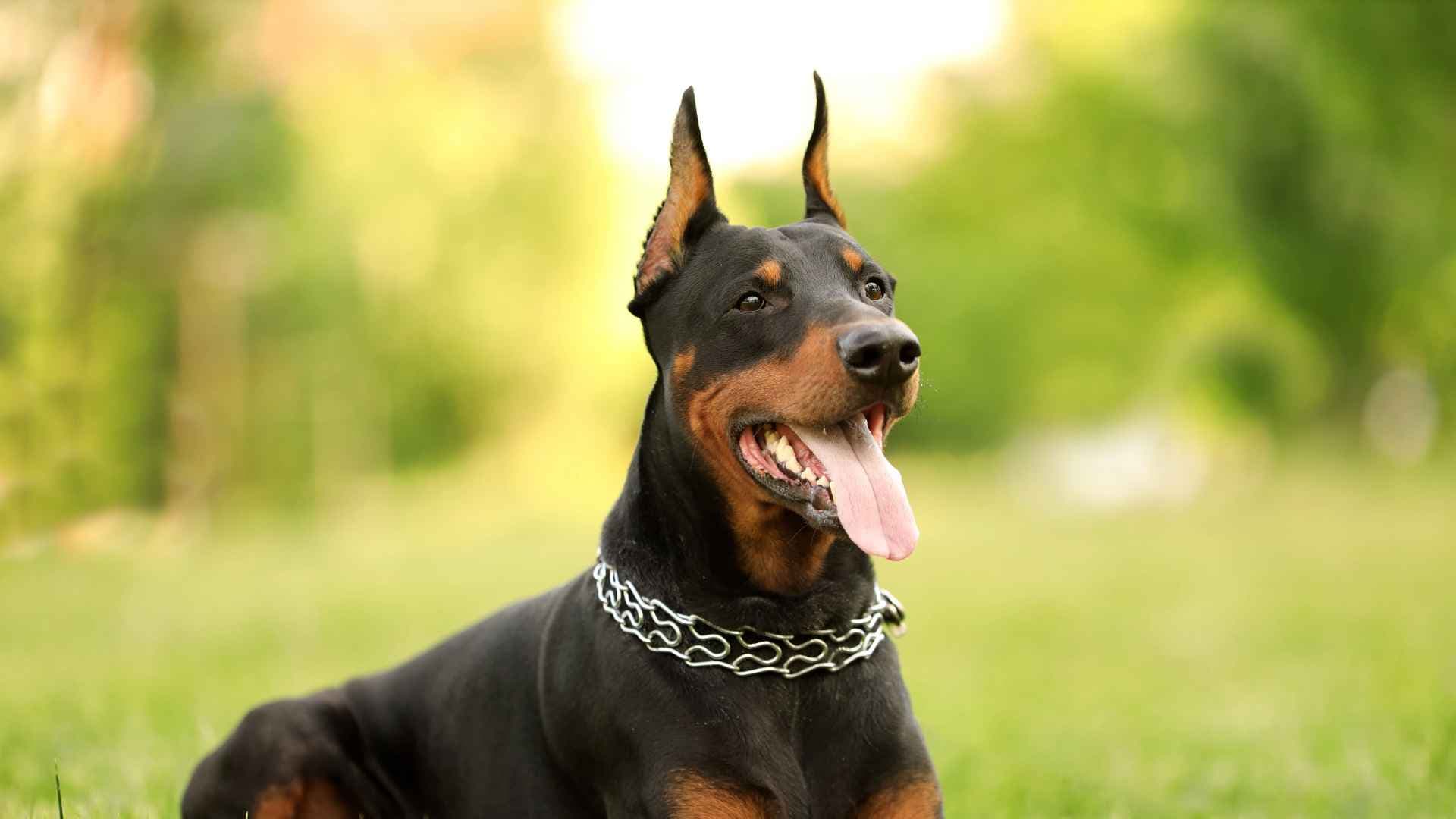 Parques pet friendly en Huechuraba: guía para pasear con tu perro sin salir de la comuna