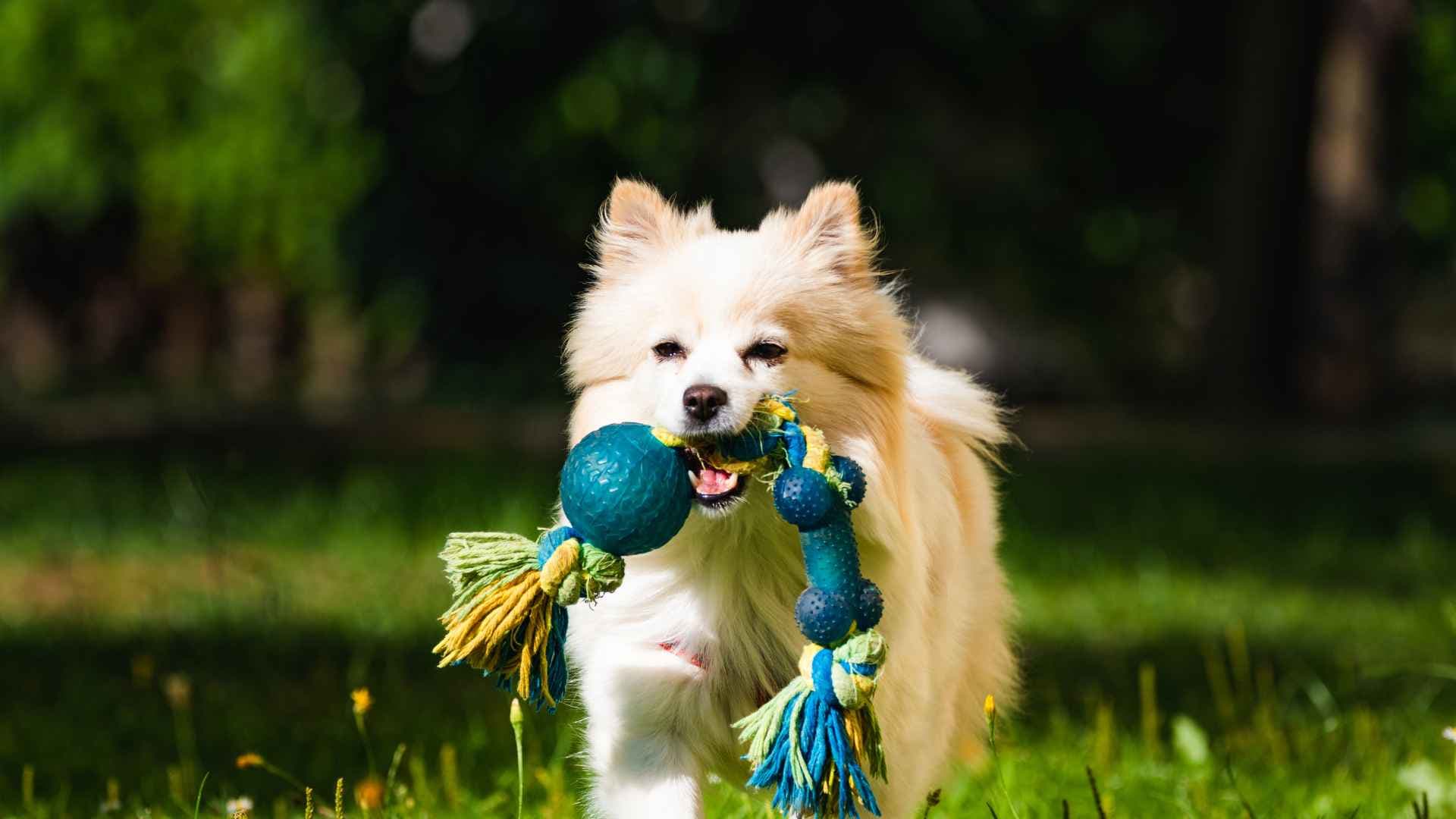 Parques pet friendly en Lo Barnechea: los mejores lugares para pasear con tu mascota