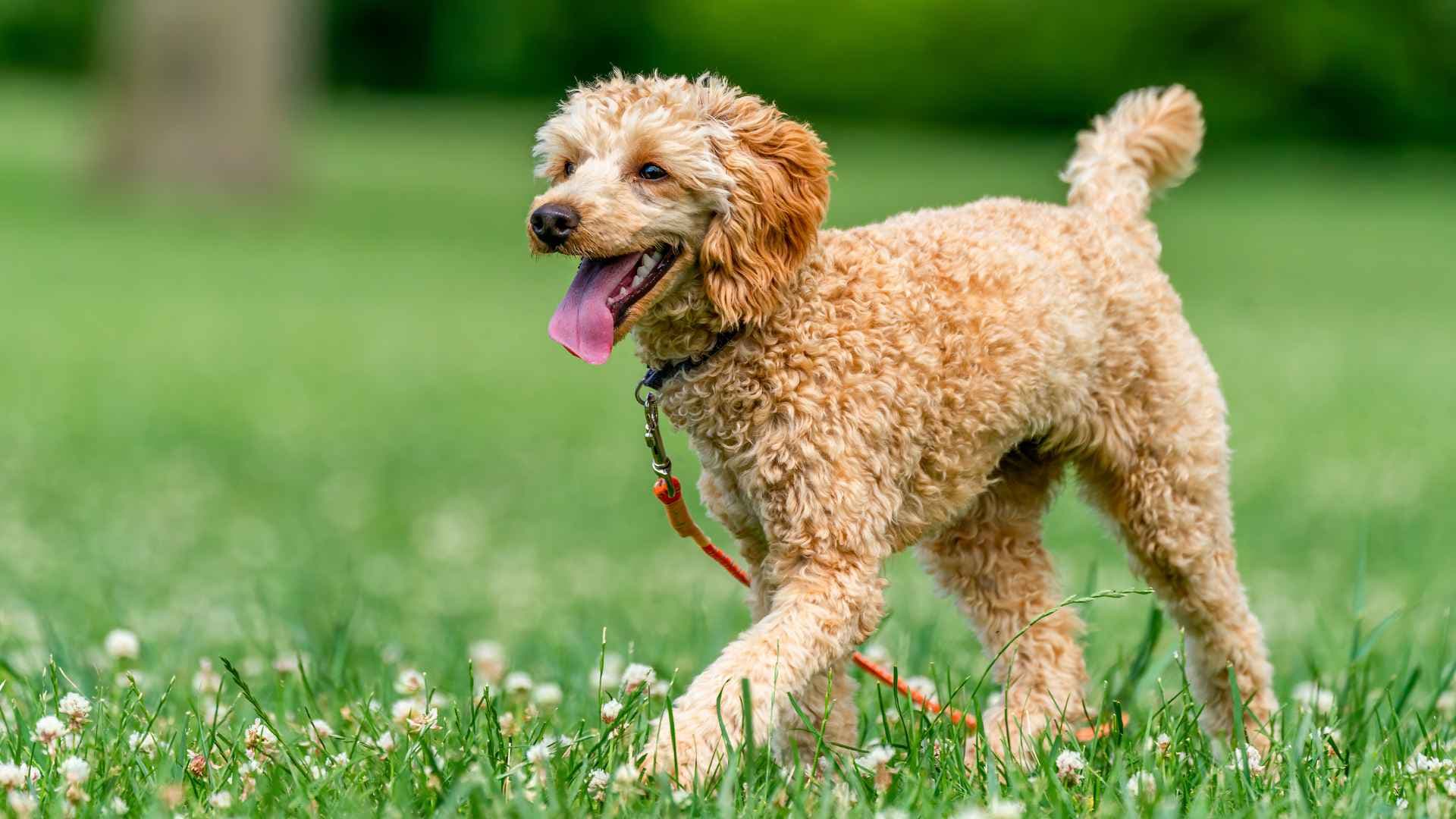 Parques pet friendly en Providencia: Miniguía para pasear con tu perro