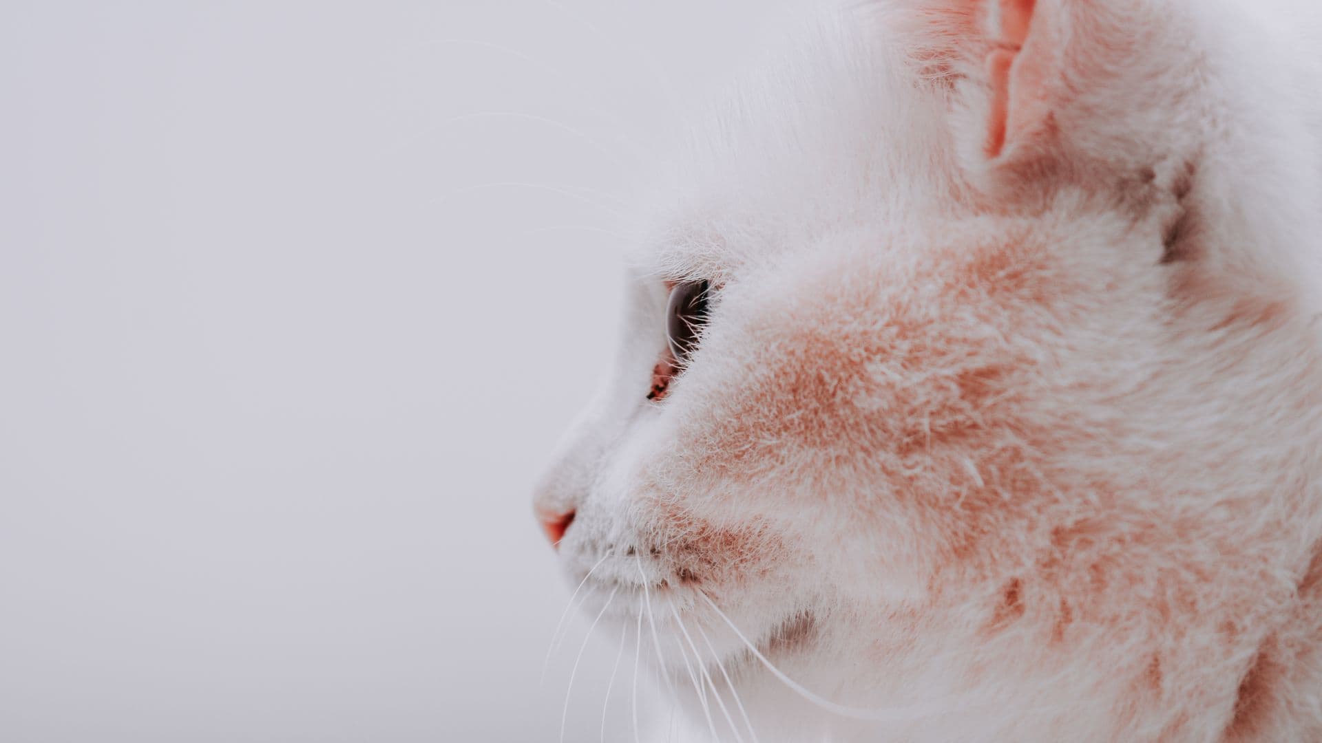 Pelones en gato: por qué aparecen y cómo ayudar a tu felino