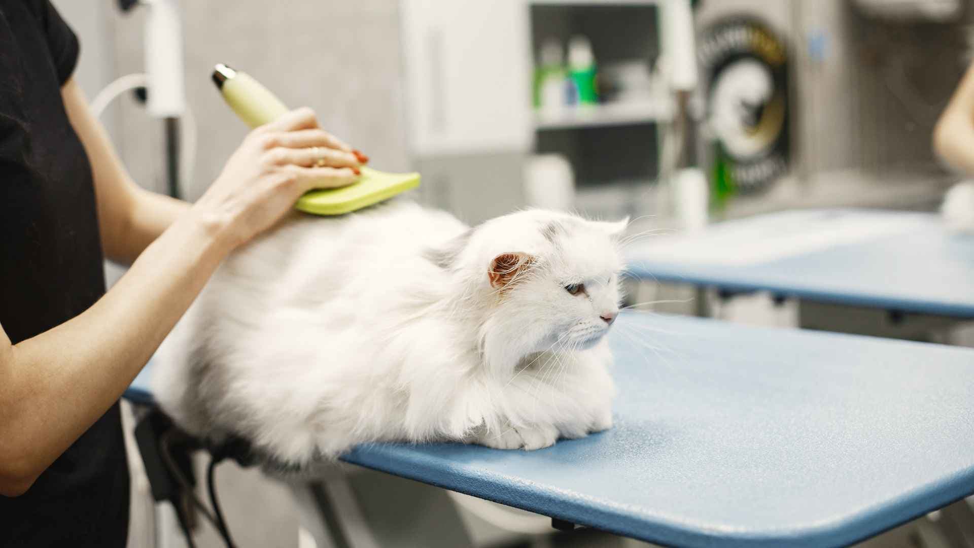 Peluquería para gatos: todo lo que debes saber antes de agendar una sesión