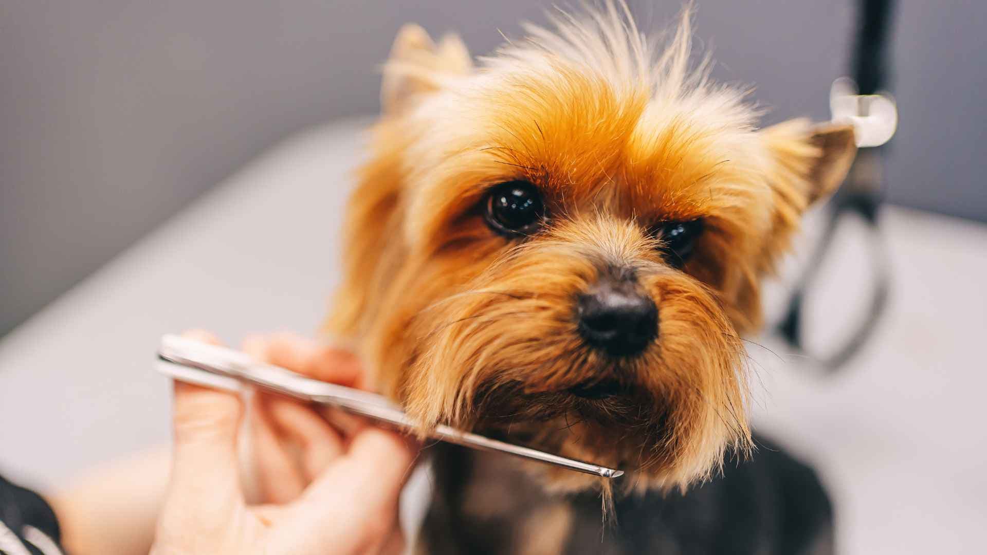 Peluquerías Caninas a Domicilio: Direcciones y Contactos