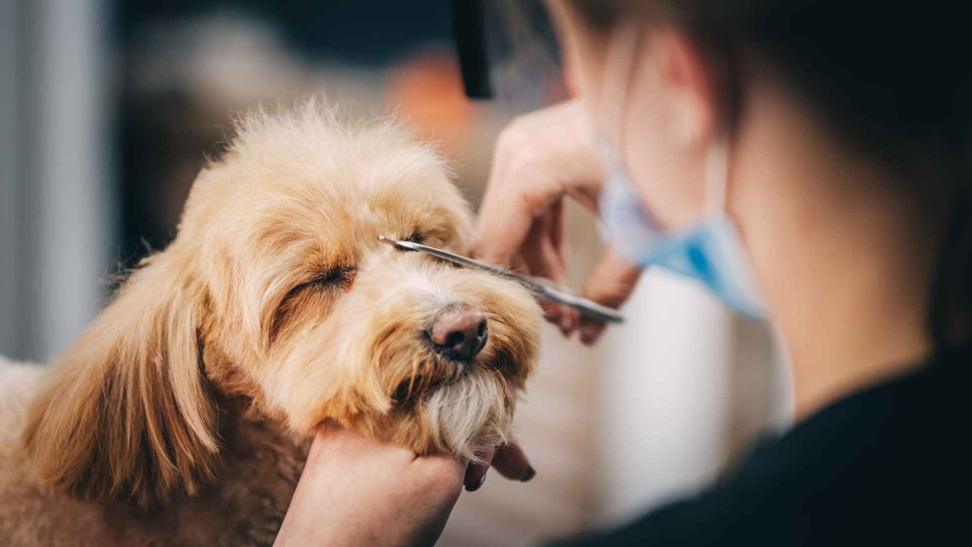Peluquerías caninas en Las Condes: Direcciones y contactos