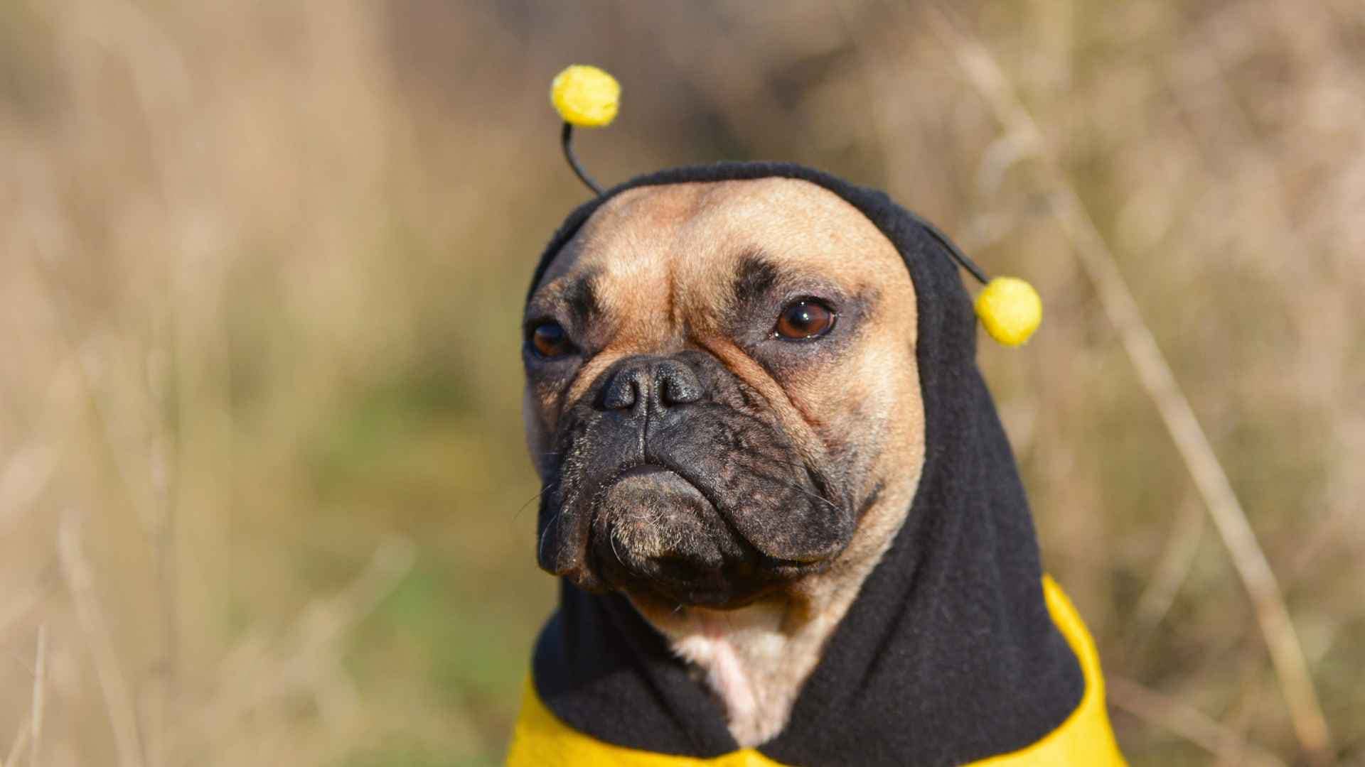 Perro Picado por Abeja: Qué Hacer