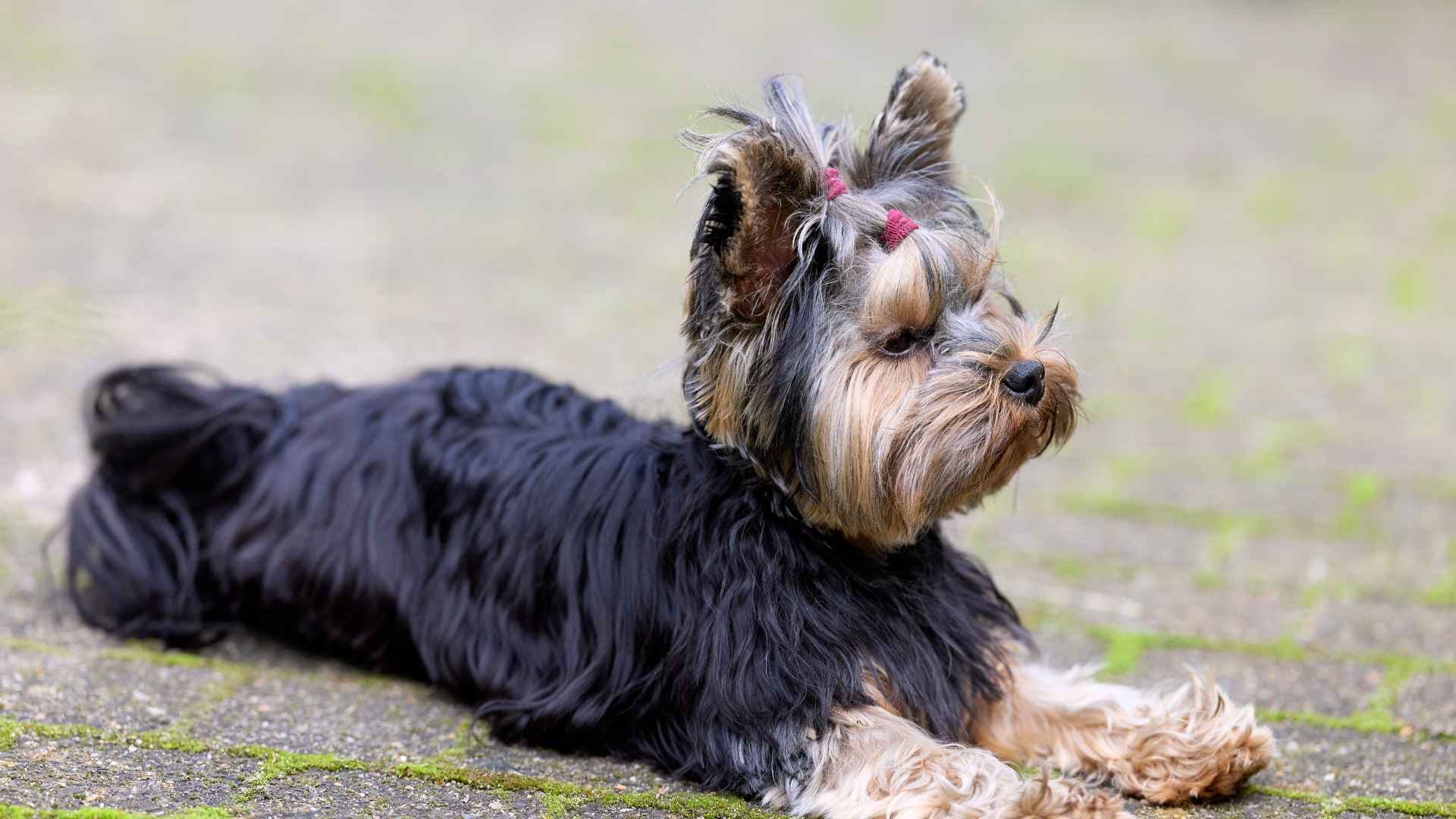 Perro Yorkie: Todo Sobre Esta Raza