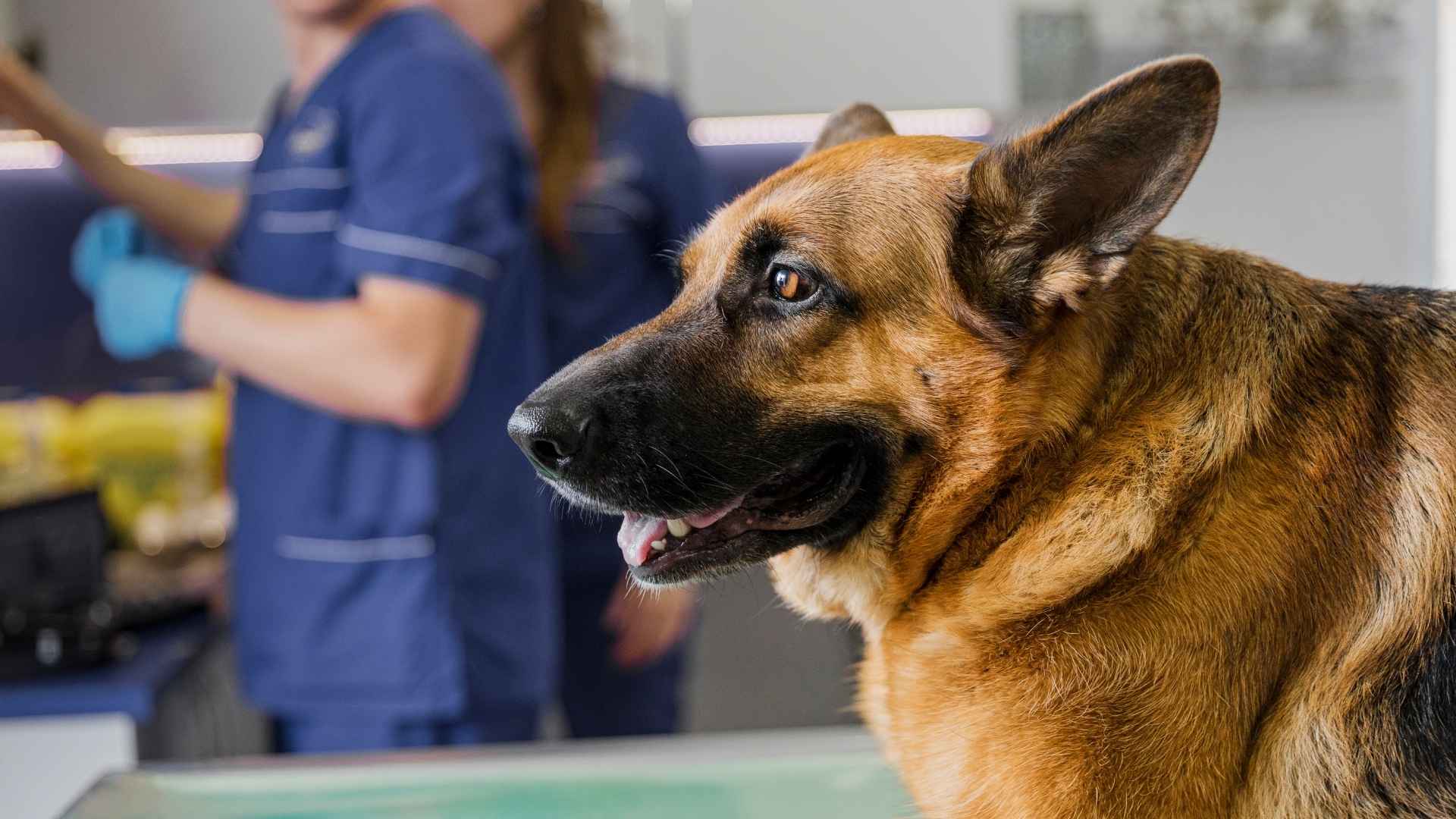 Perro atropellado: qué hacer en los primeros minutos