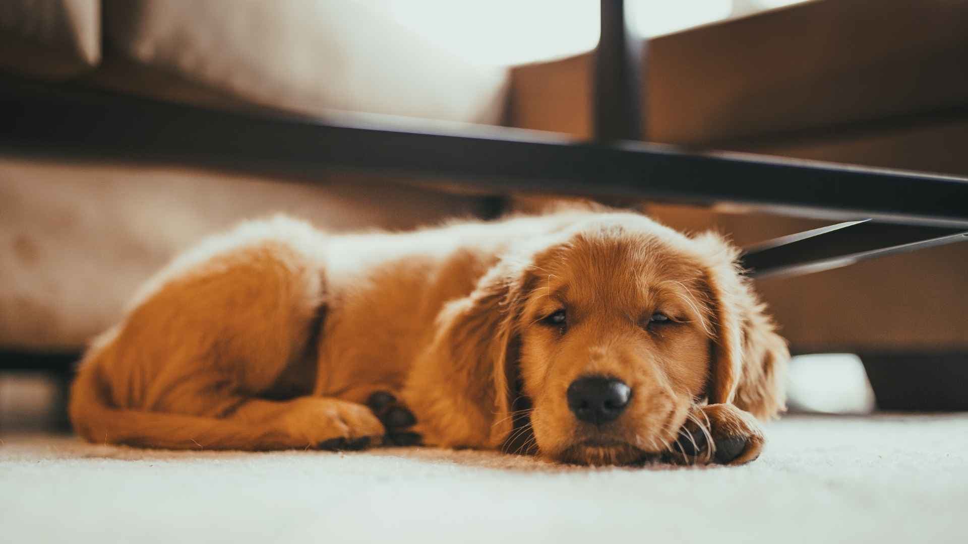 Perro envenenado: síntomas y qué hacer