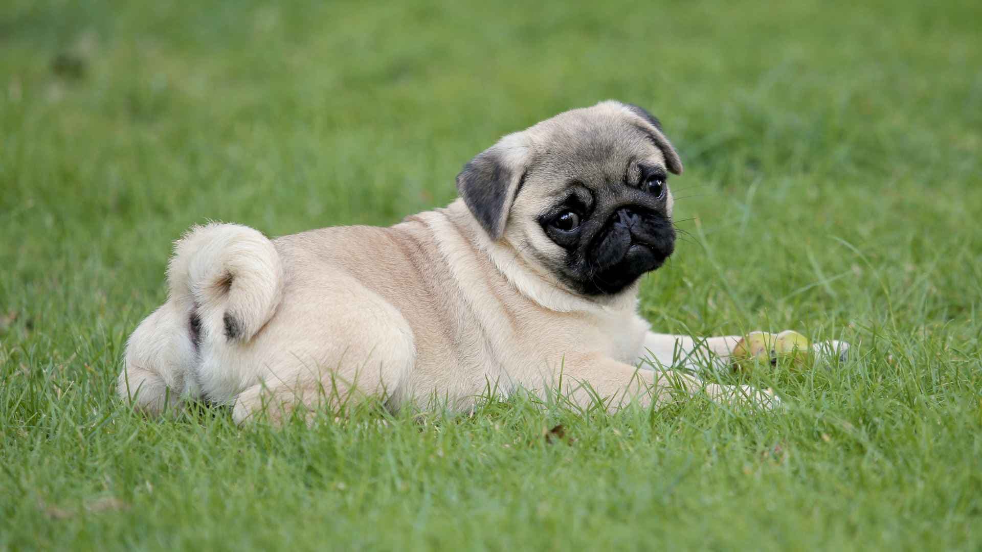 Perros Falderos: 15 Razas que Debes Conocer