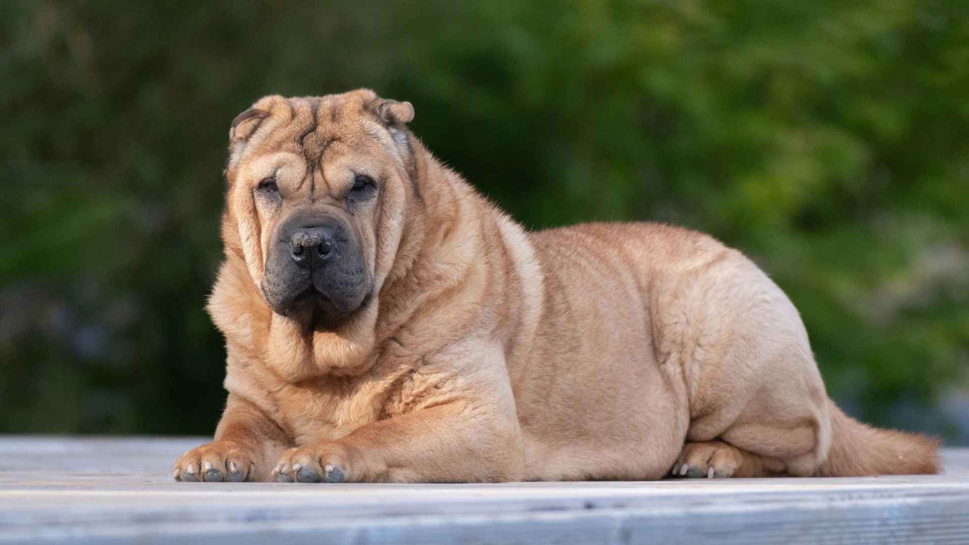 Perros arrugados: razas más populares y cuidados de la piel