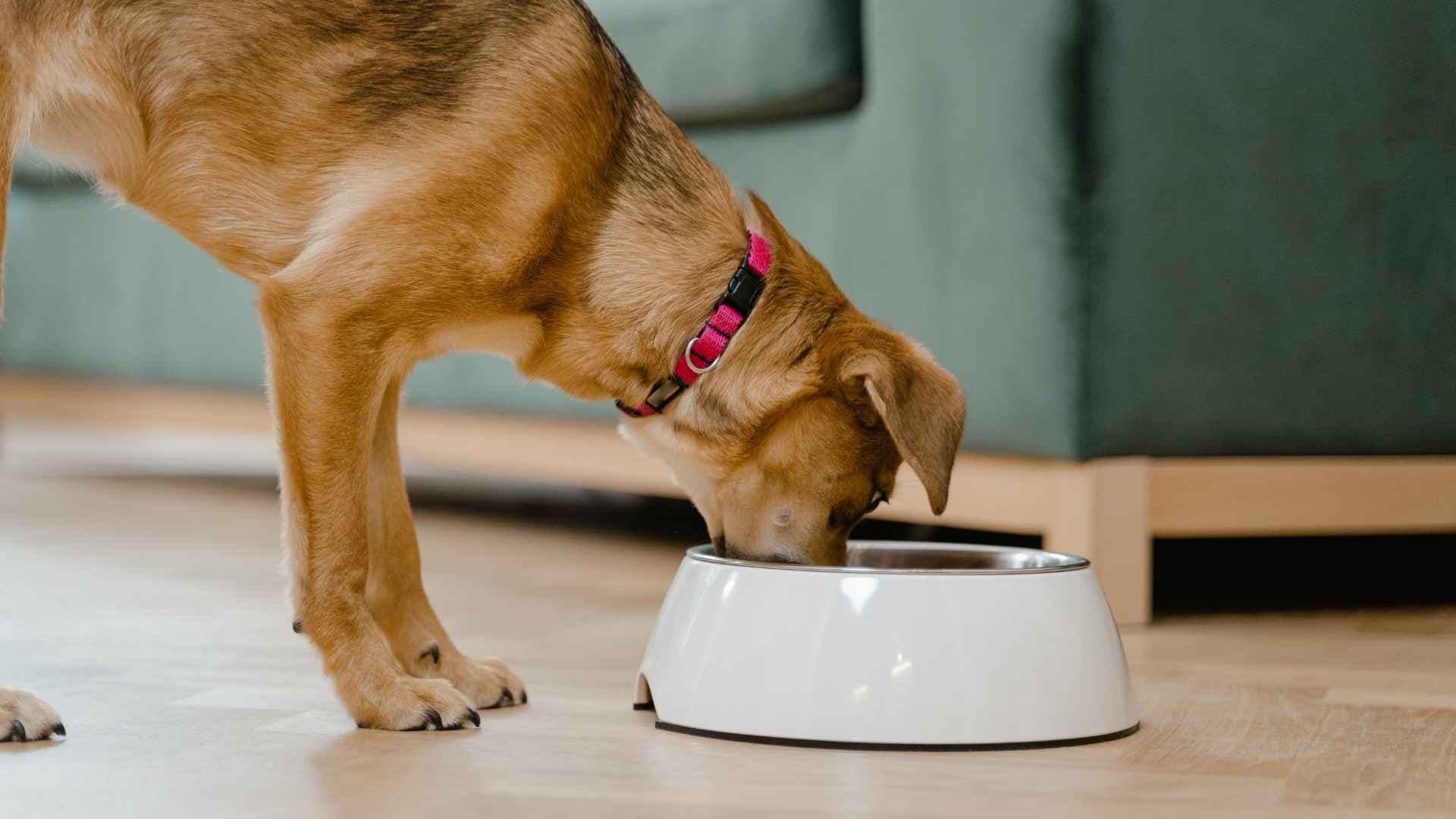 Pirámide alimenticia perros: guía para alimentar mejor a tu mascota