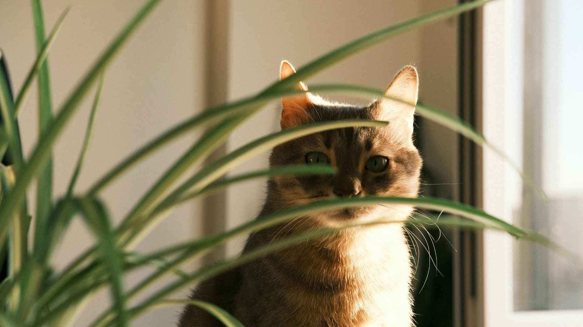 Plantas que son Tóxicas para los Gatos que Debes Conocer