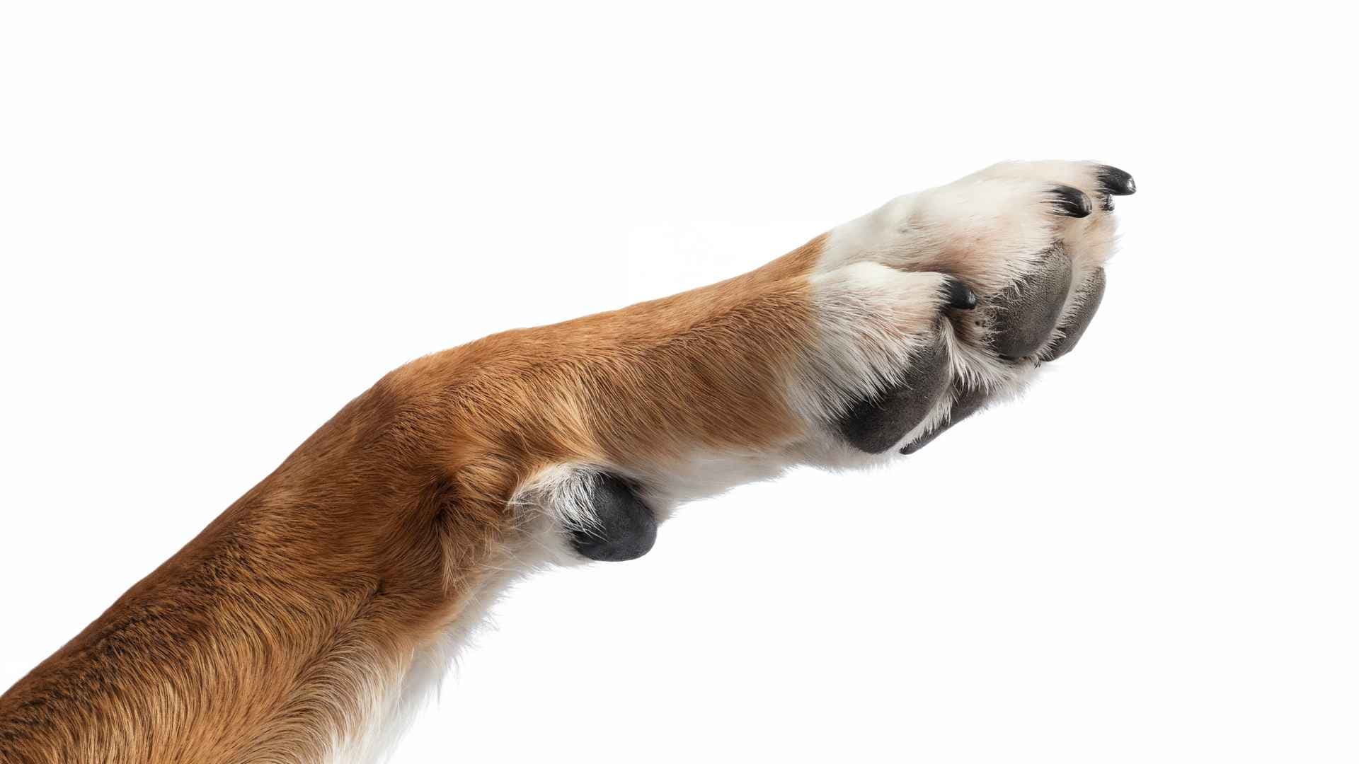 Por Qué Mi Perro se Lame las Patas