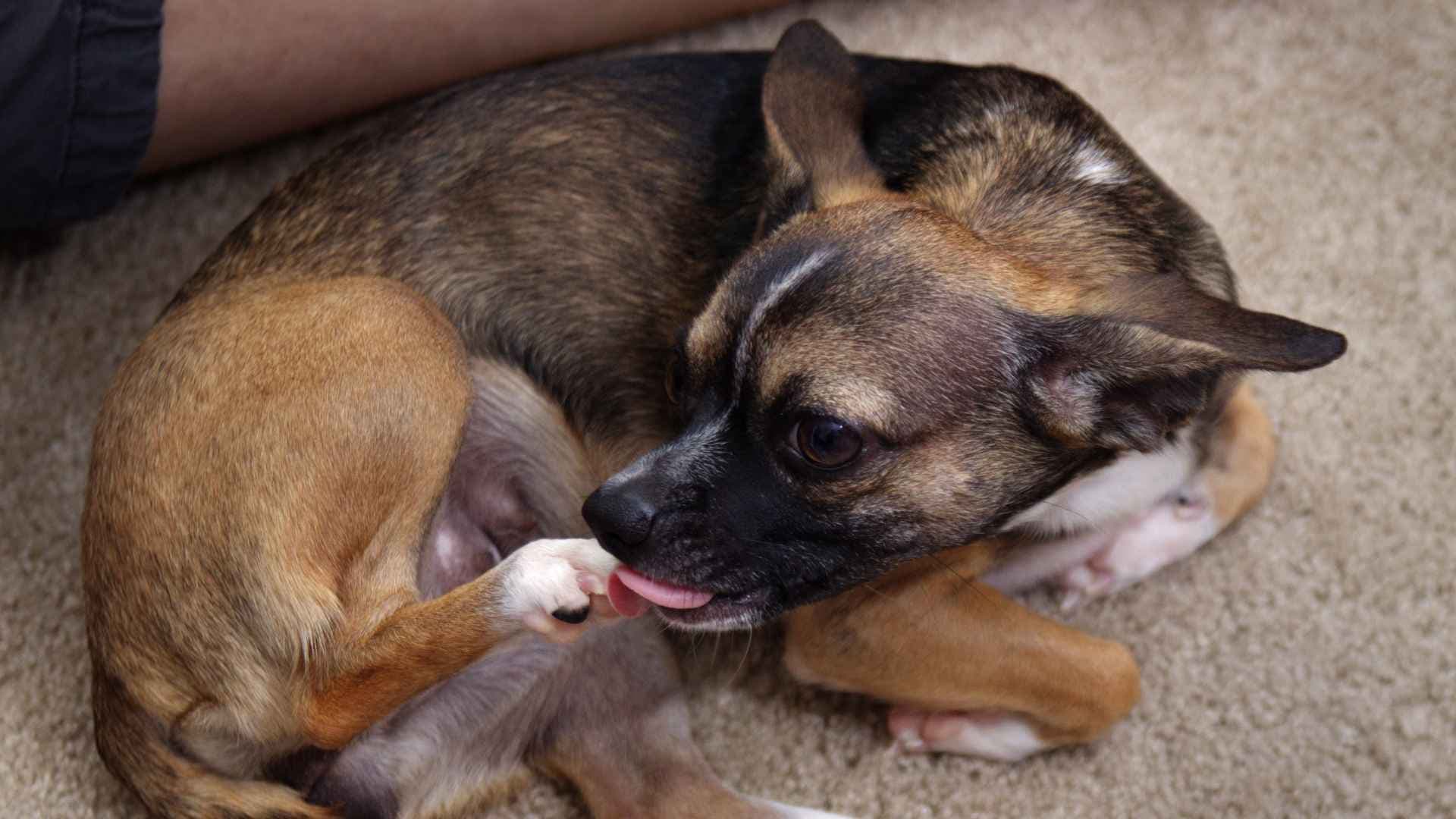 Por qué mi perro se lame las patas: causas, señales de alerta y qué hacer