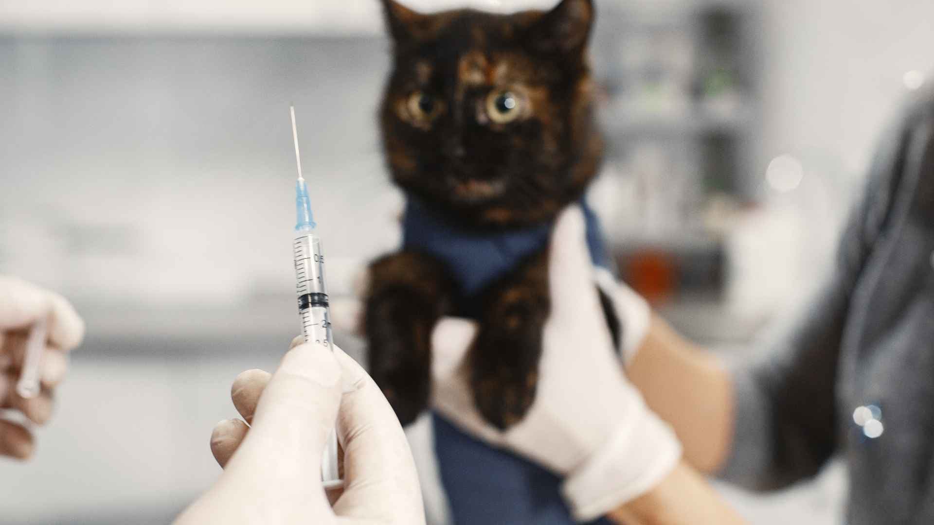 Prednisona para Gatos: Qué Debes Saber