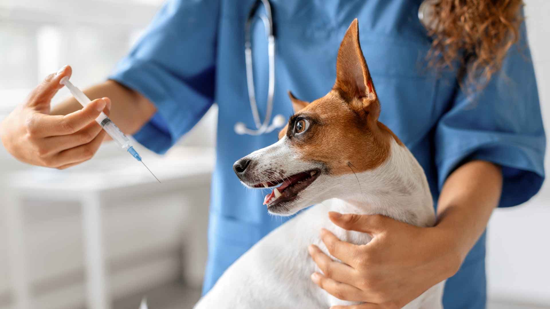 Prednisona para Perros: Qué Debes Saber