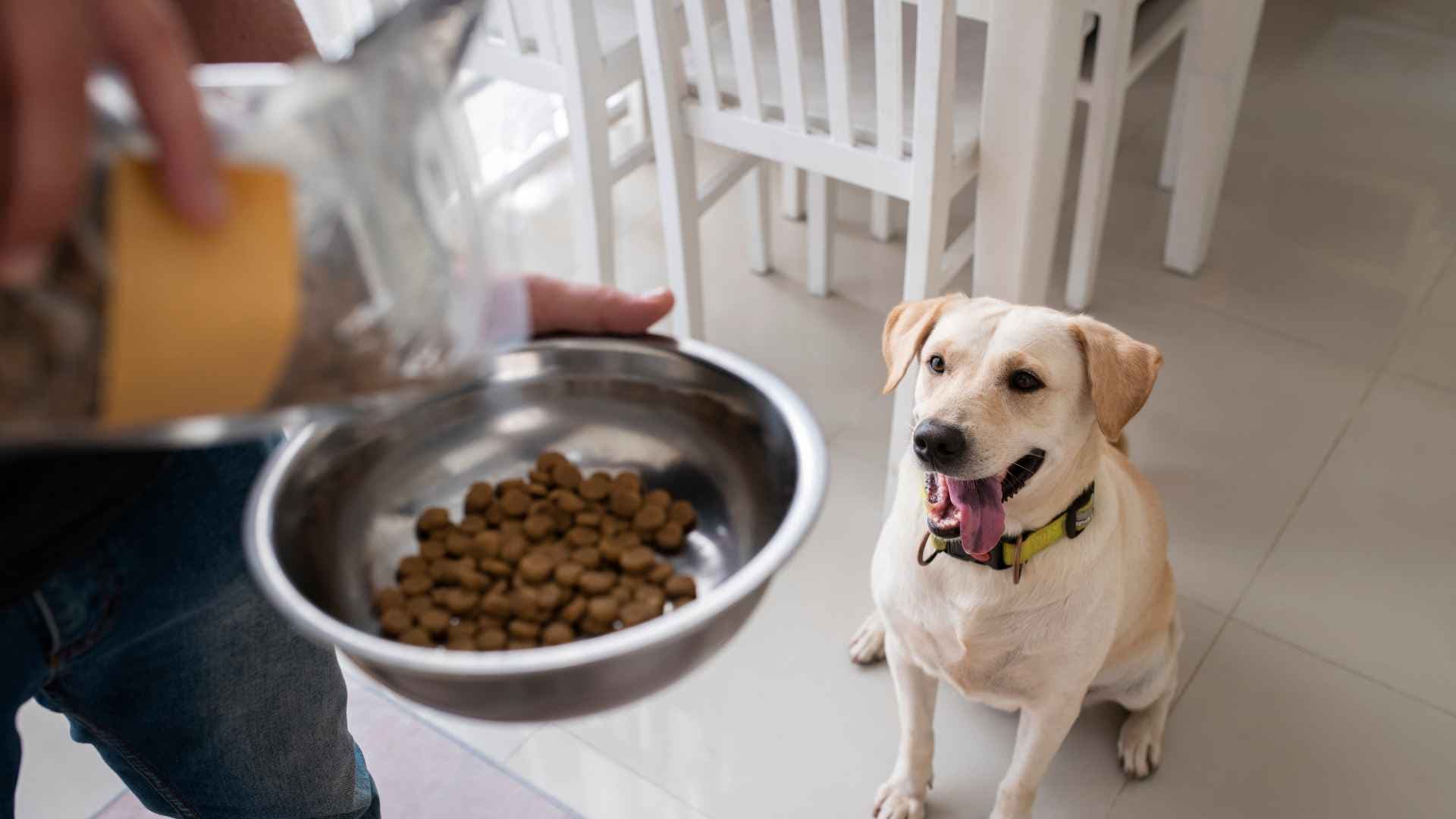 Ranking de mejor alimento para perros senior: guía completa 2026