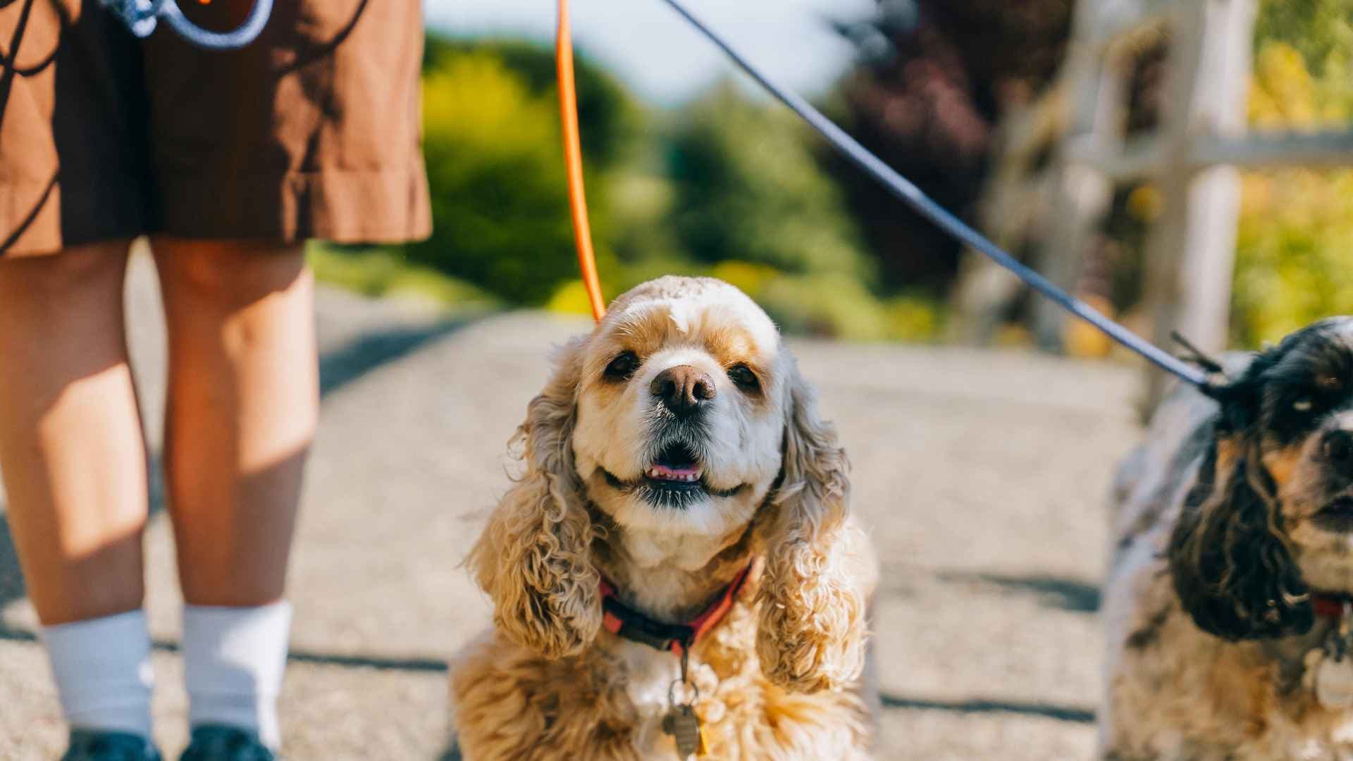 Razas de Perros Medianos: Las que Debes Conocer