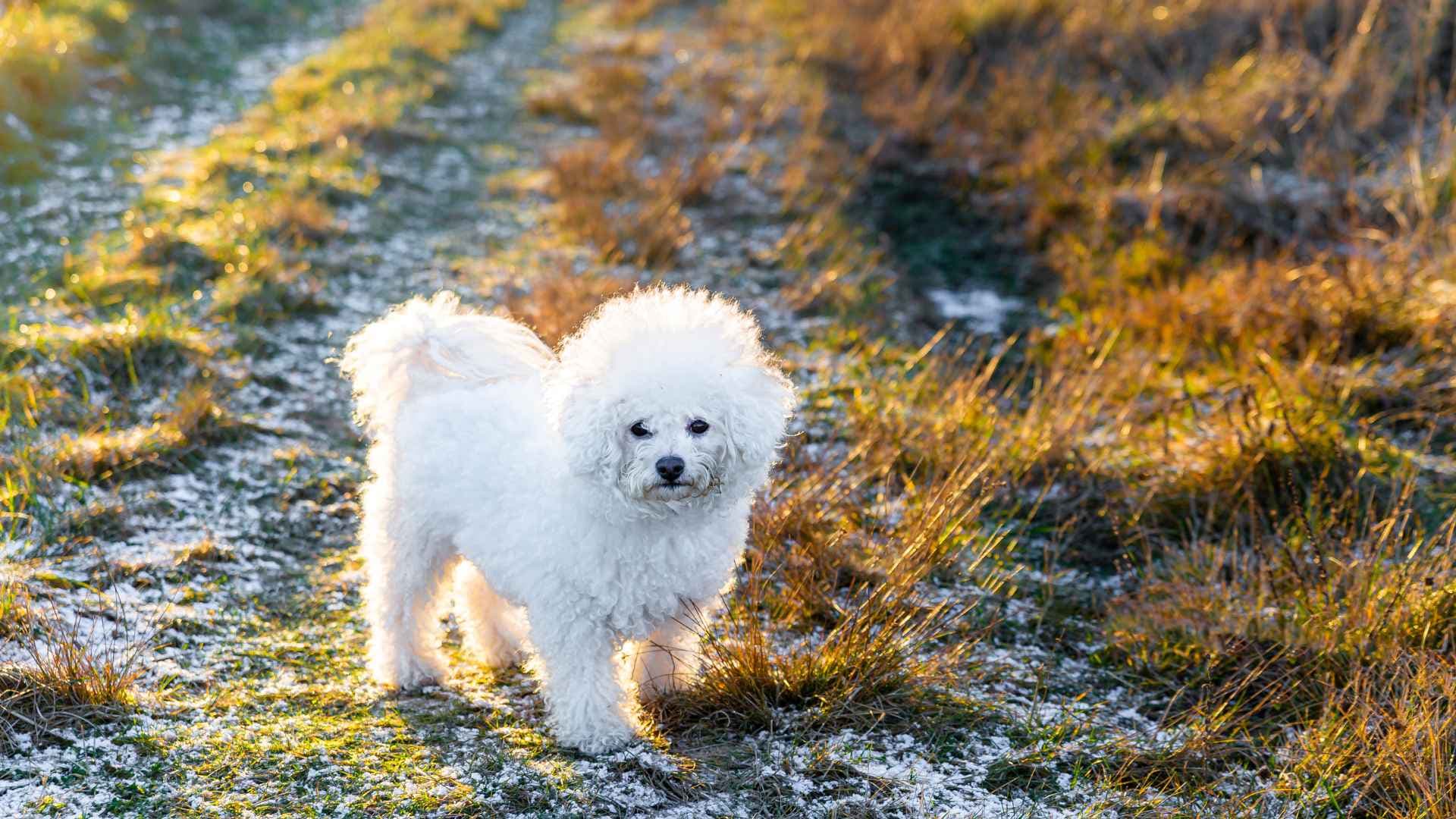Razas de Perros Toy: Las que Debes Conocer
