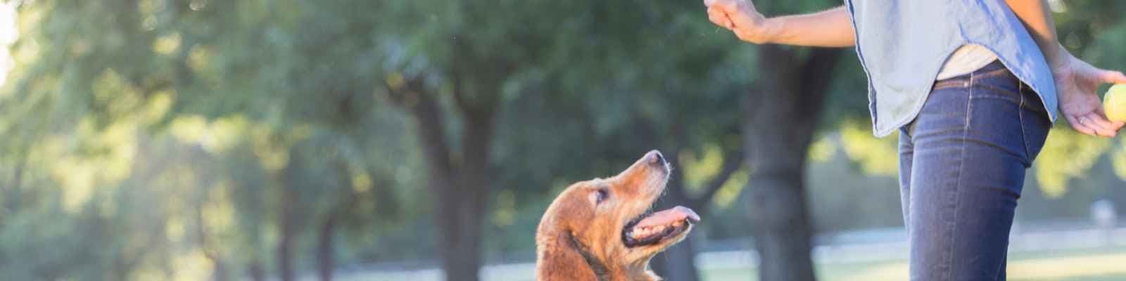 Refuerzo positivo y negativo en perros: Qué Debes saber