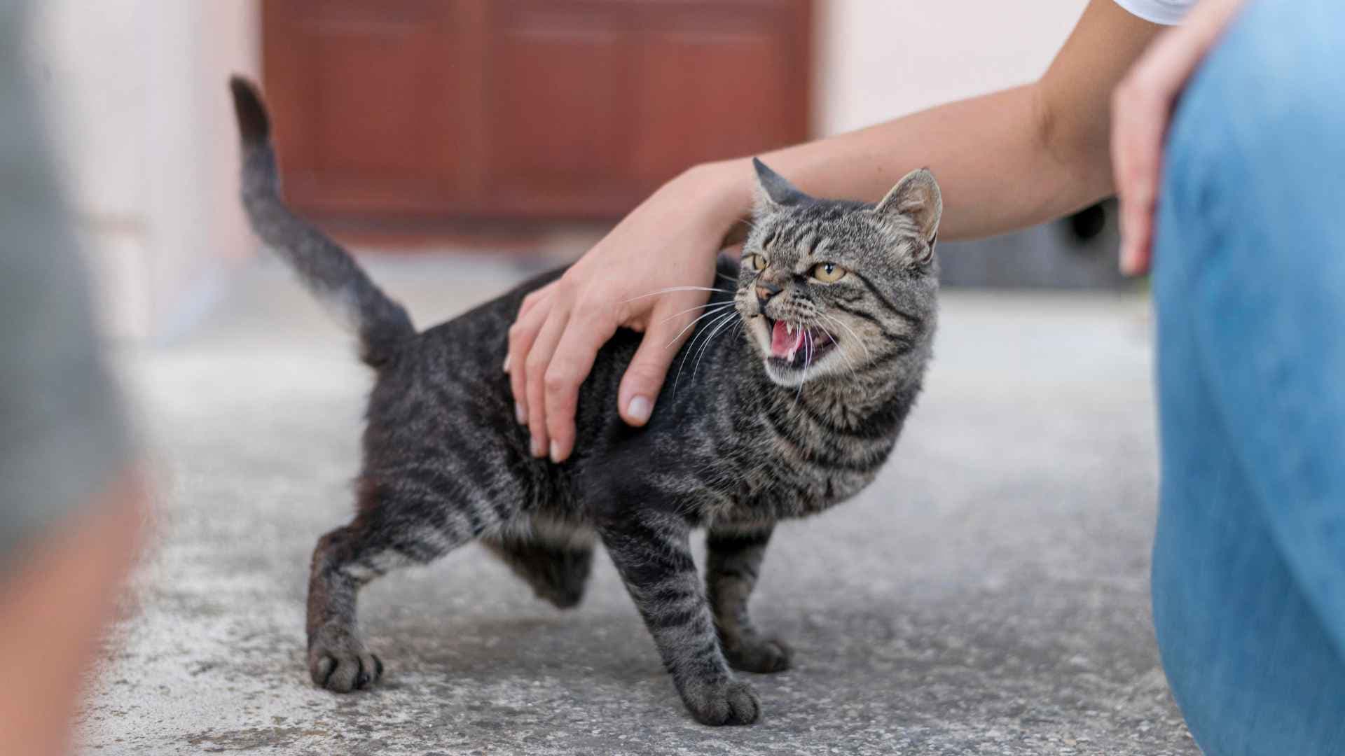Repelente de Gatos: Qué Debes Saber