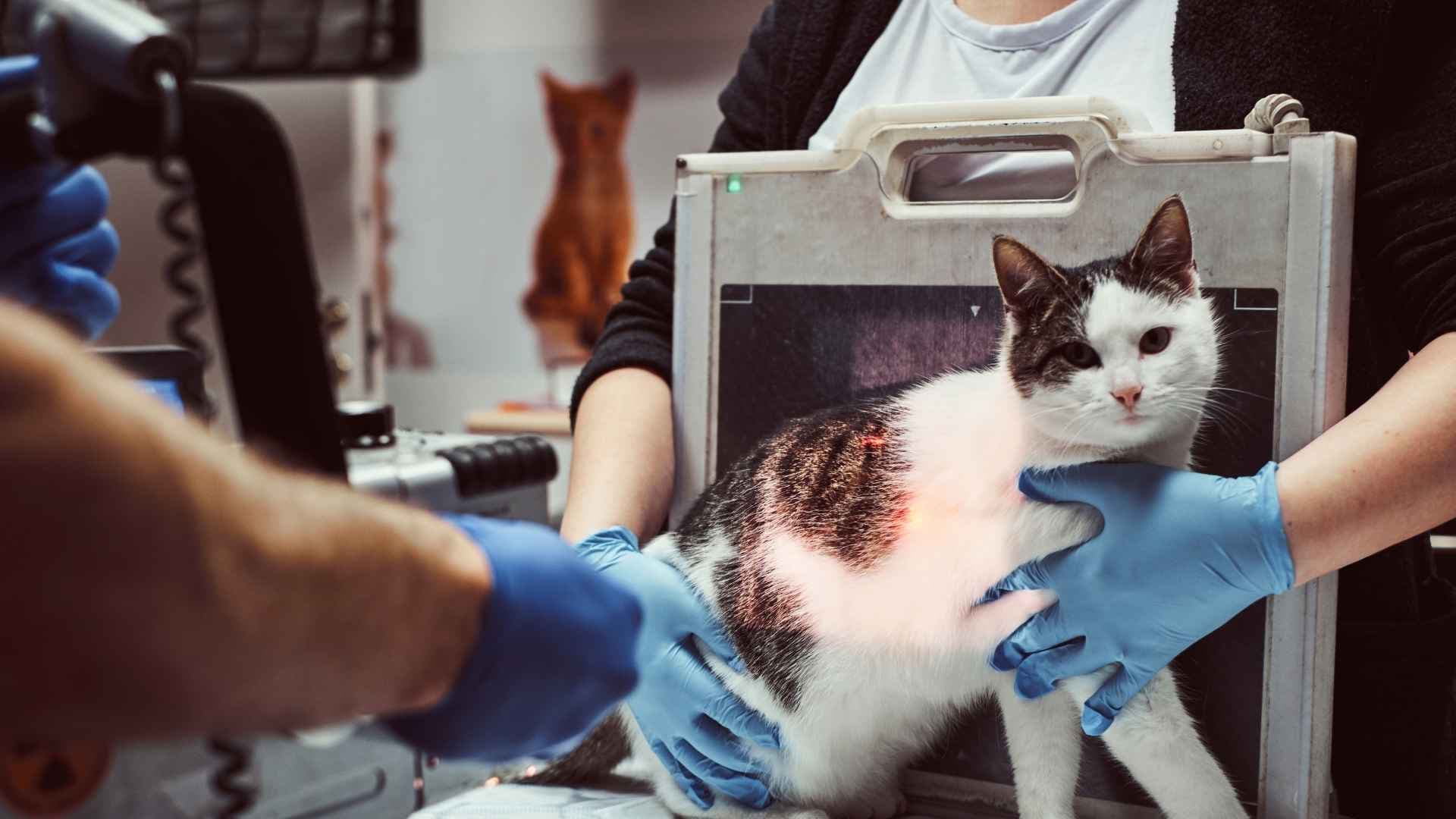 Resonancia y scanner para perros y gatos: cuándo se piden y cuánto cuestan