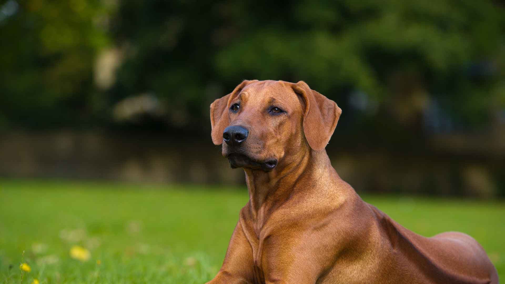 Rhodesian Ridgeback: Todo sobre esta raza