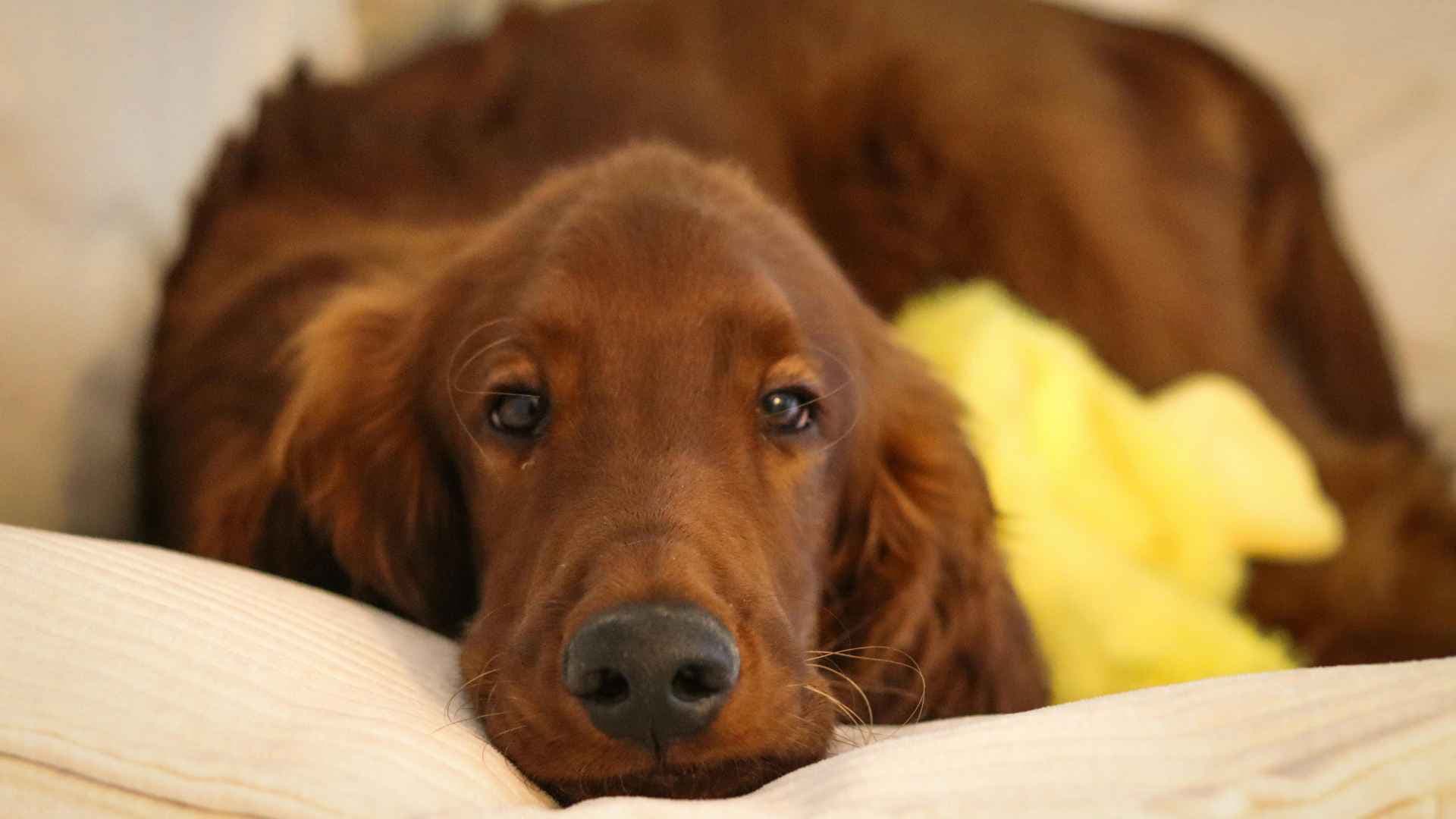 Setter Irlandés: Todo Sobre Esta Raza