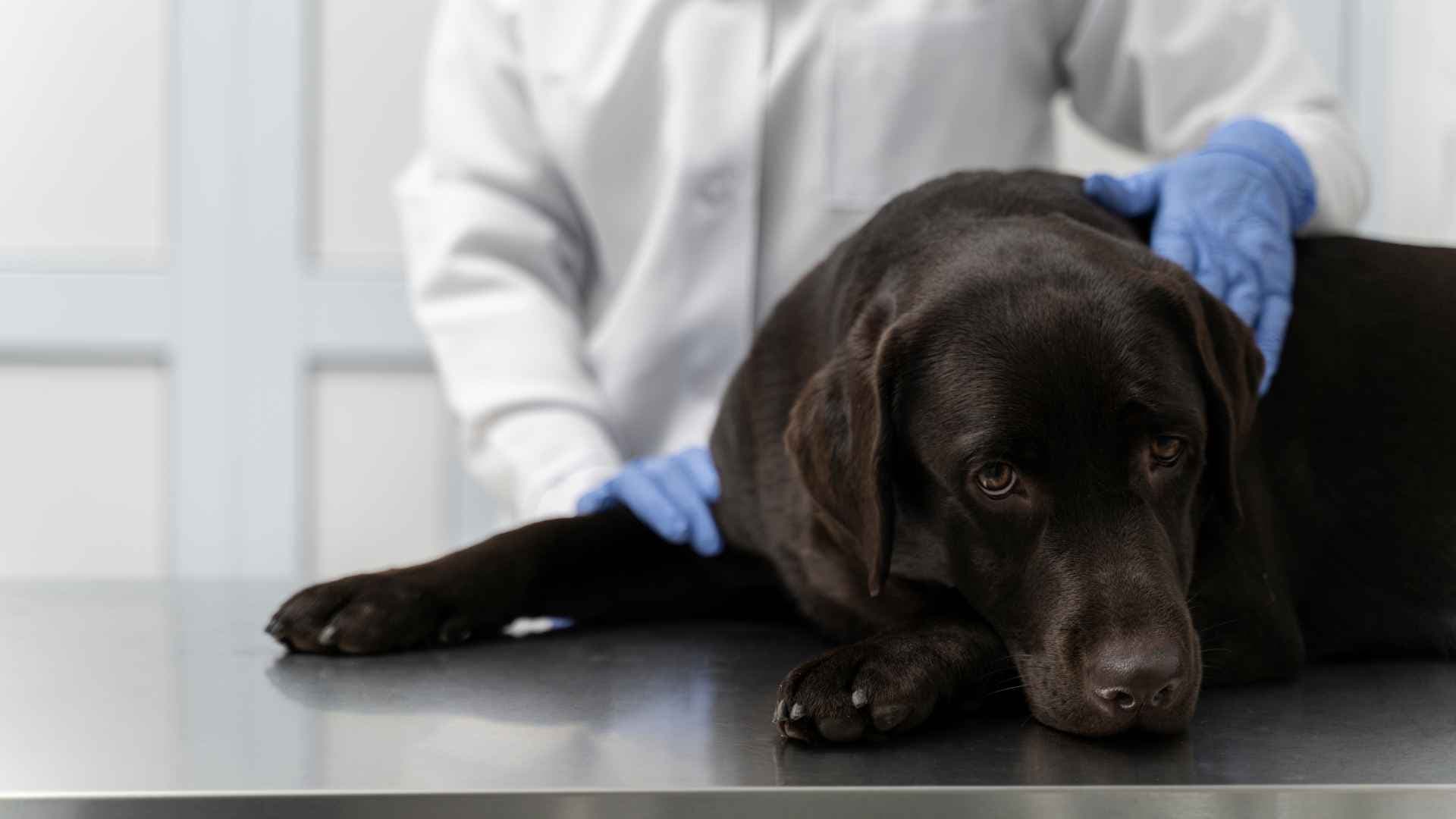 TVT en Perros: Qué Debes Saber