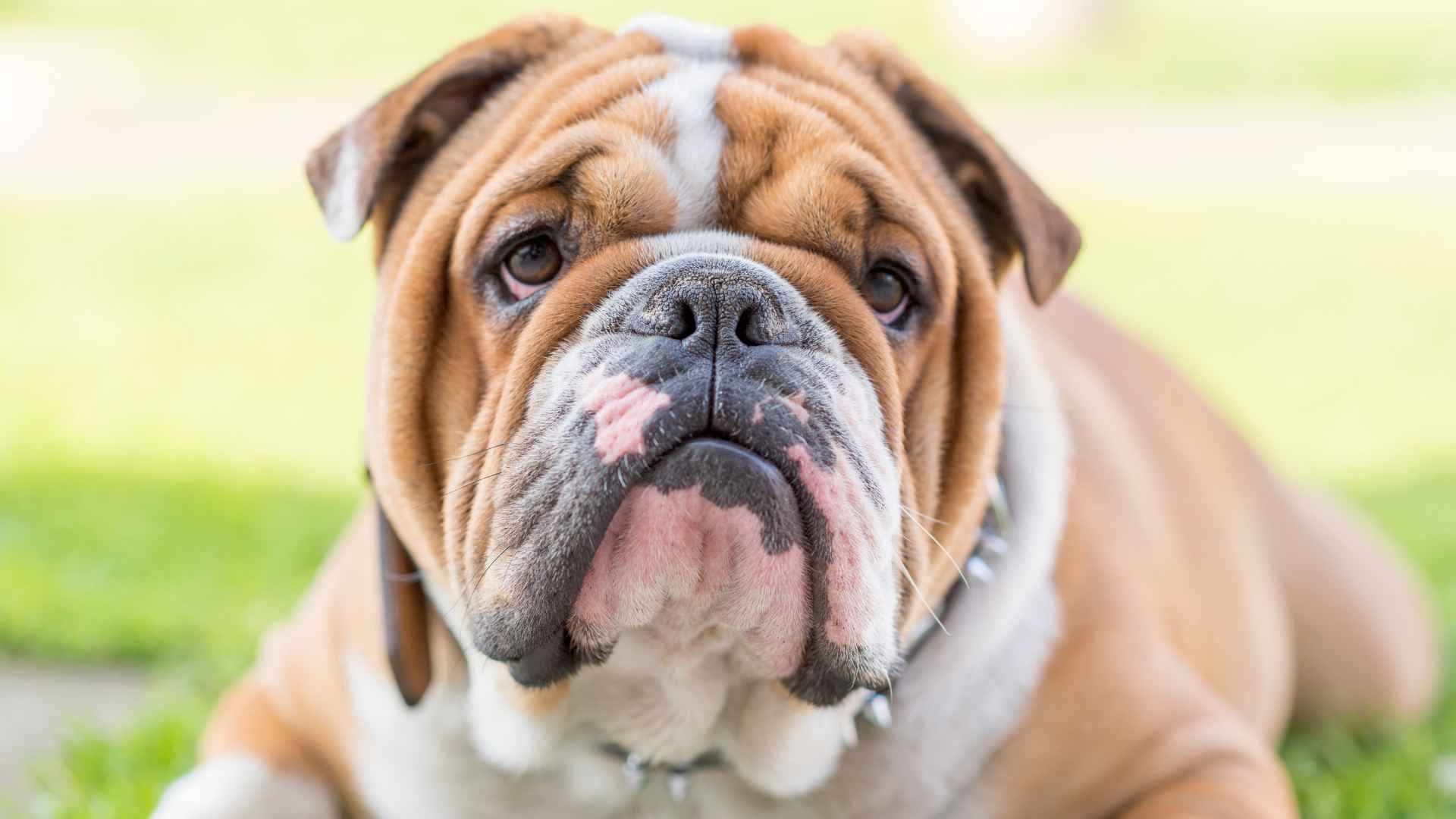 Tipos de bulldog: guía rápida para reconocer cada variedad