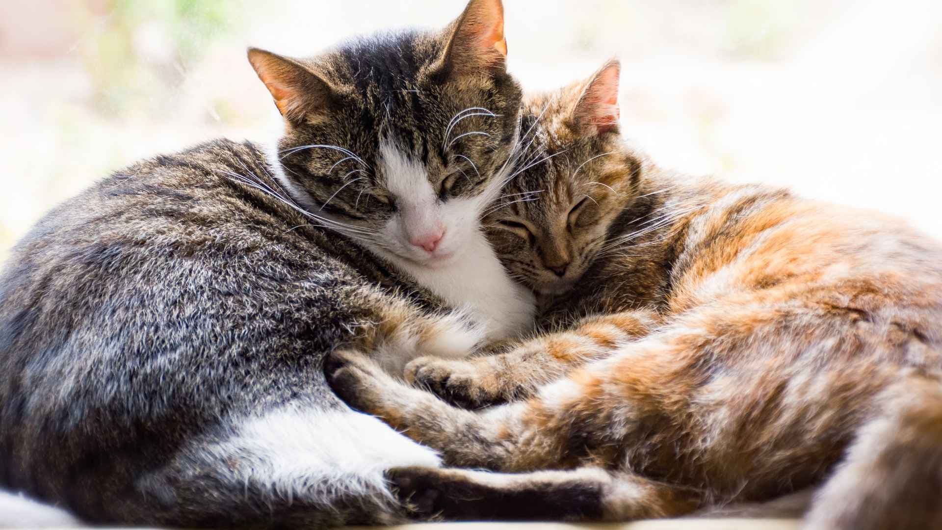 Toxoplasmosis en Gatos: Causas, Síntomas y Tratamiento