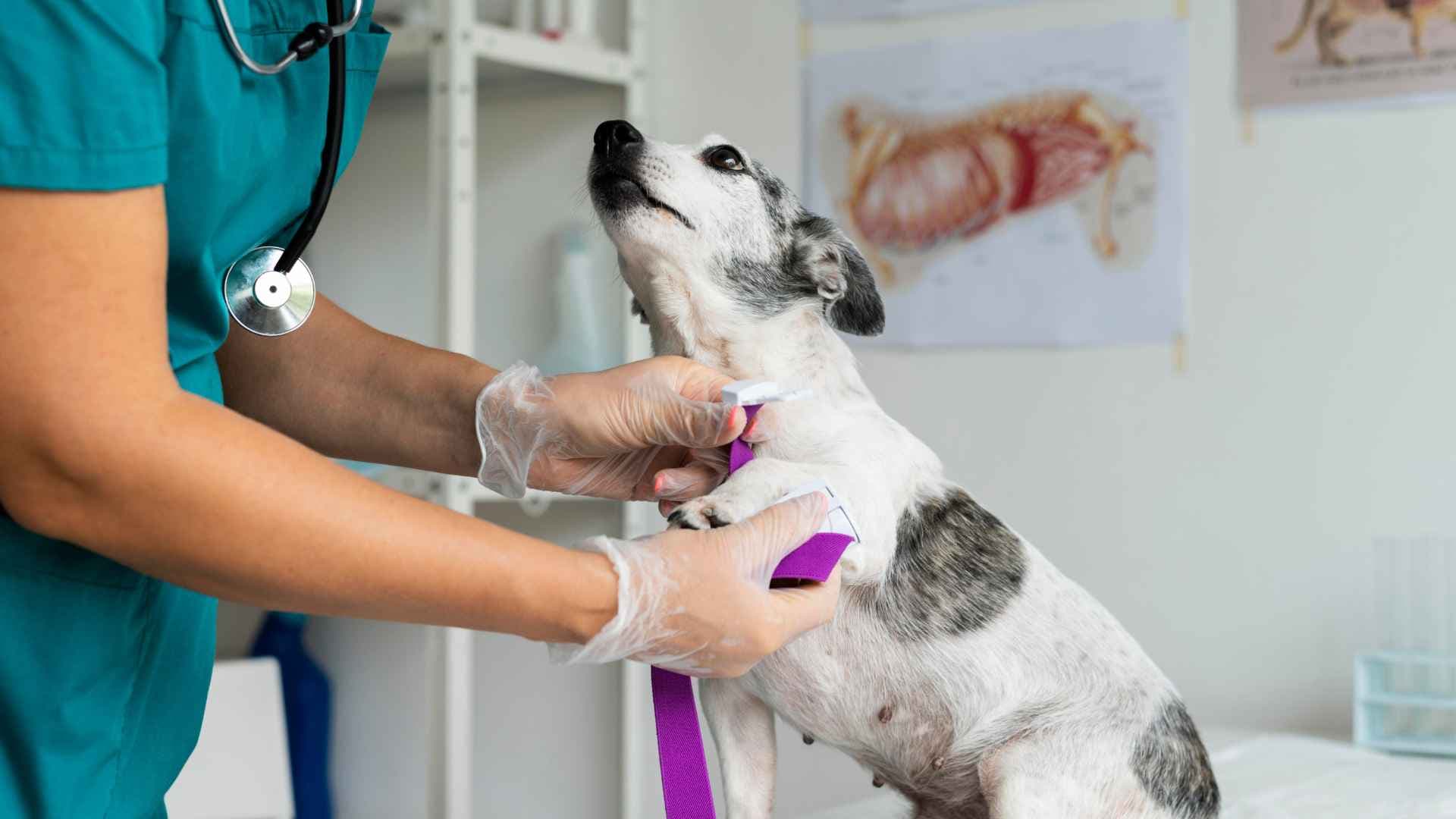 Urgencia veterinaria: guía para mantener la calma y actuar bien