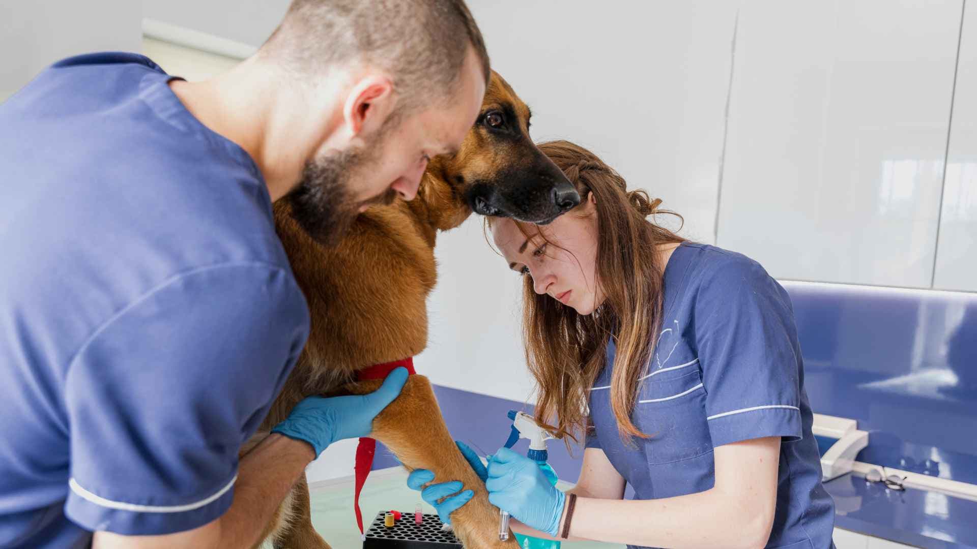 Urgencia veterinaria: lo que todo tutor debería saber