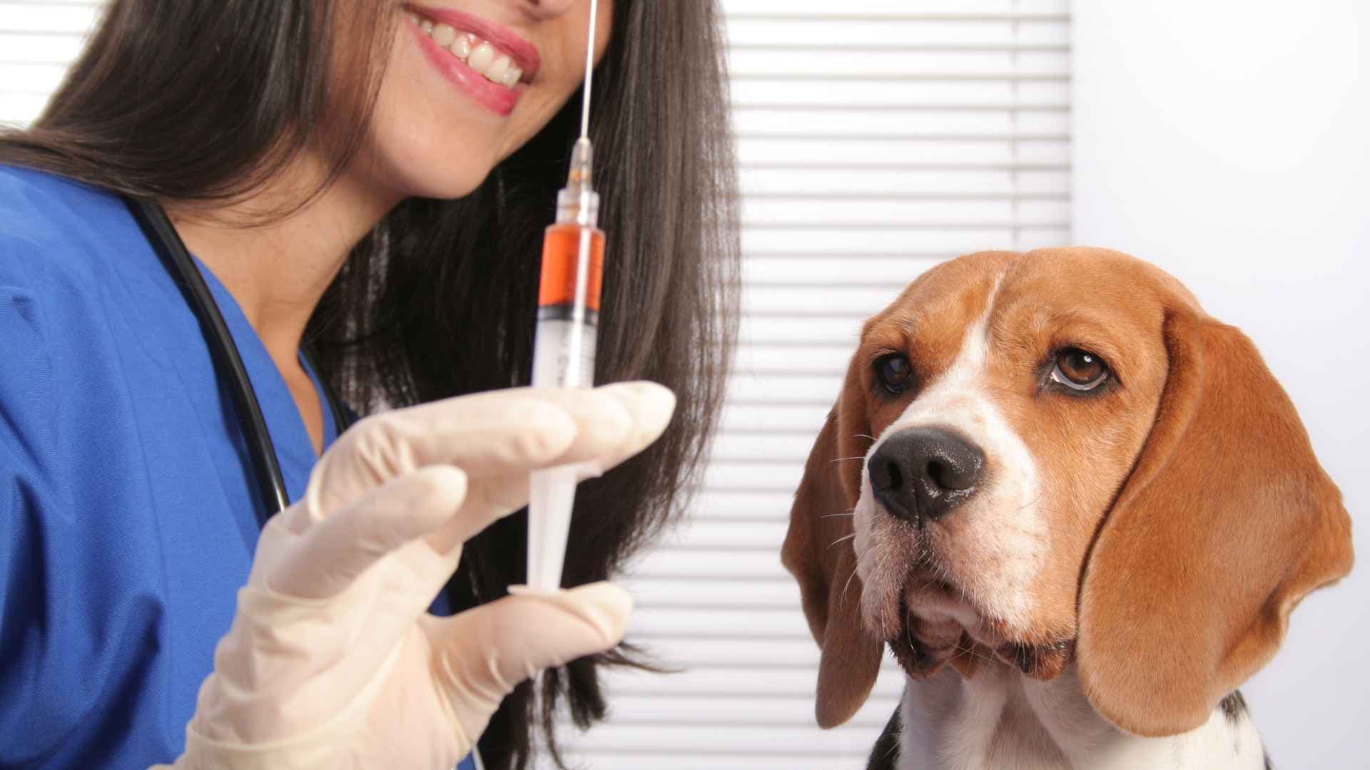 Vacuna KC Perros: Qué es y Cuándo Aplicarla