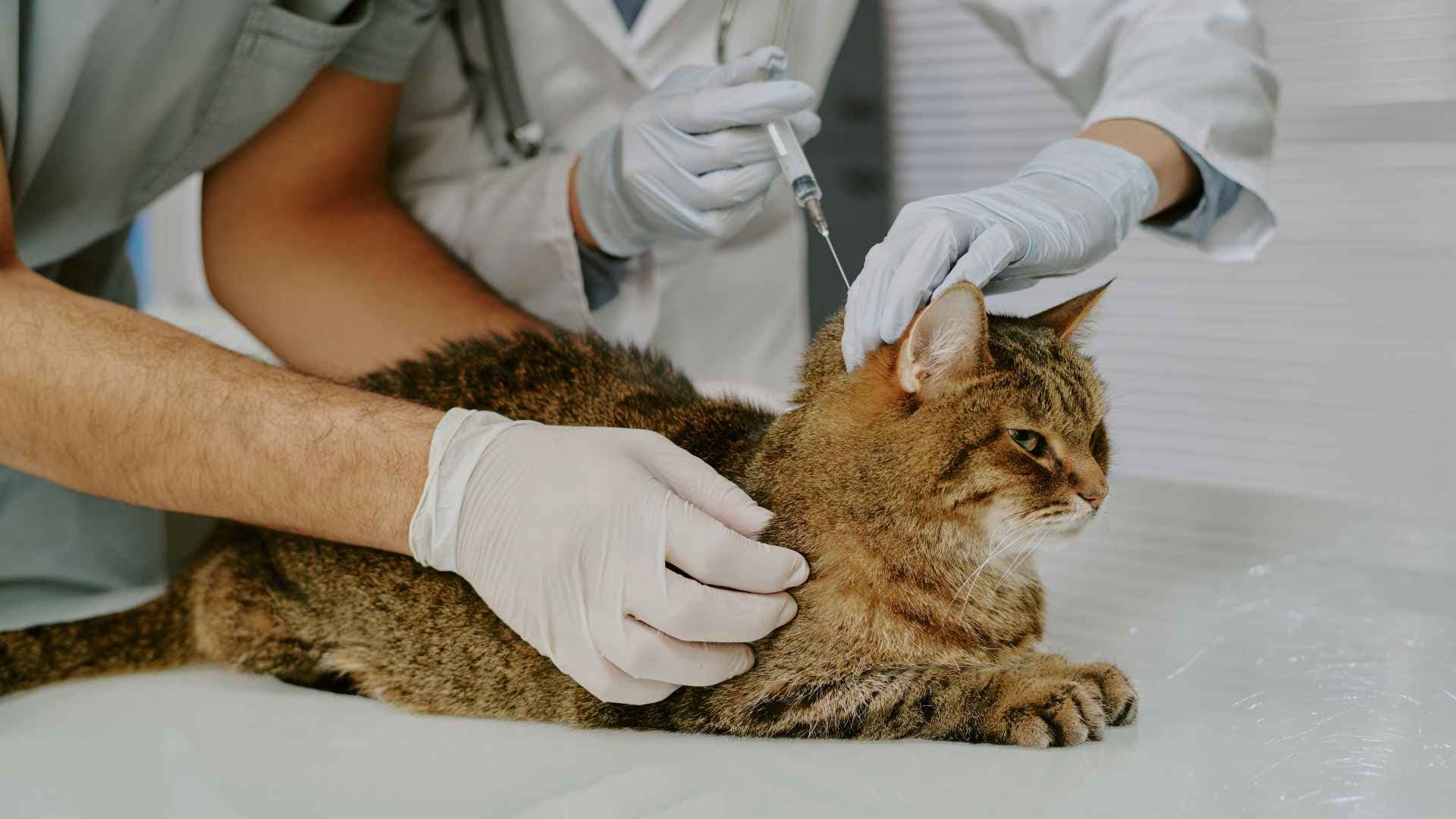 Vacunas anuales para gatos: cuáles necesita y cuándo aplicarlas