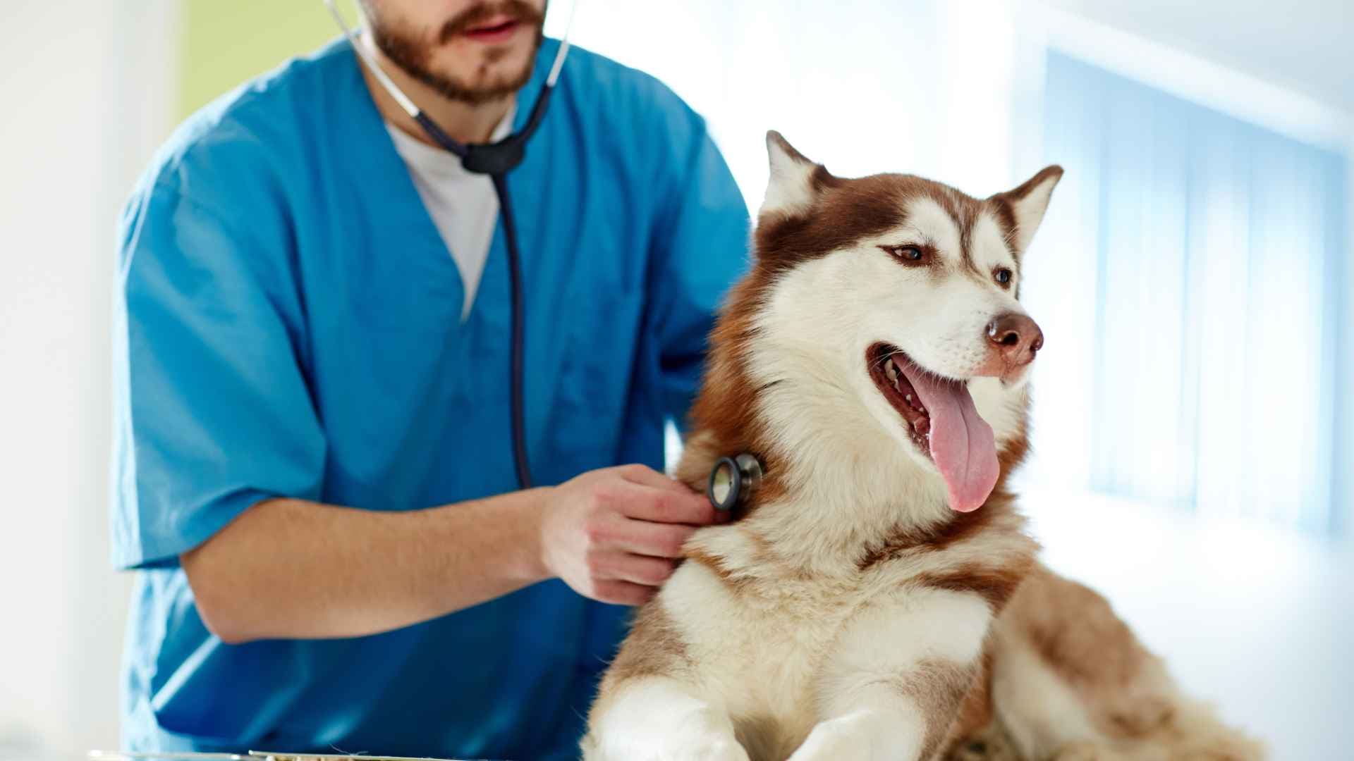 Veterinaria Cerrillos: Direcciones y Contactos