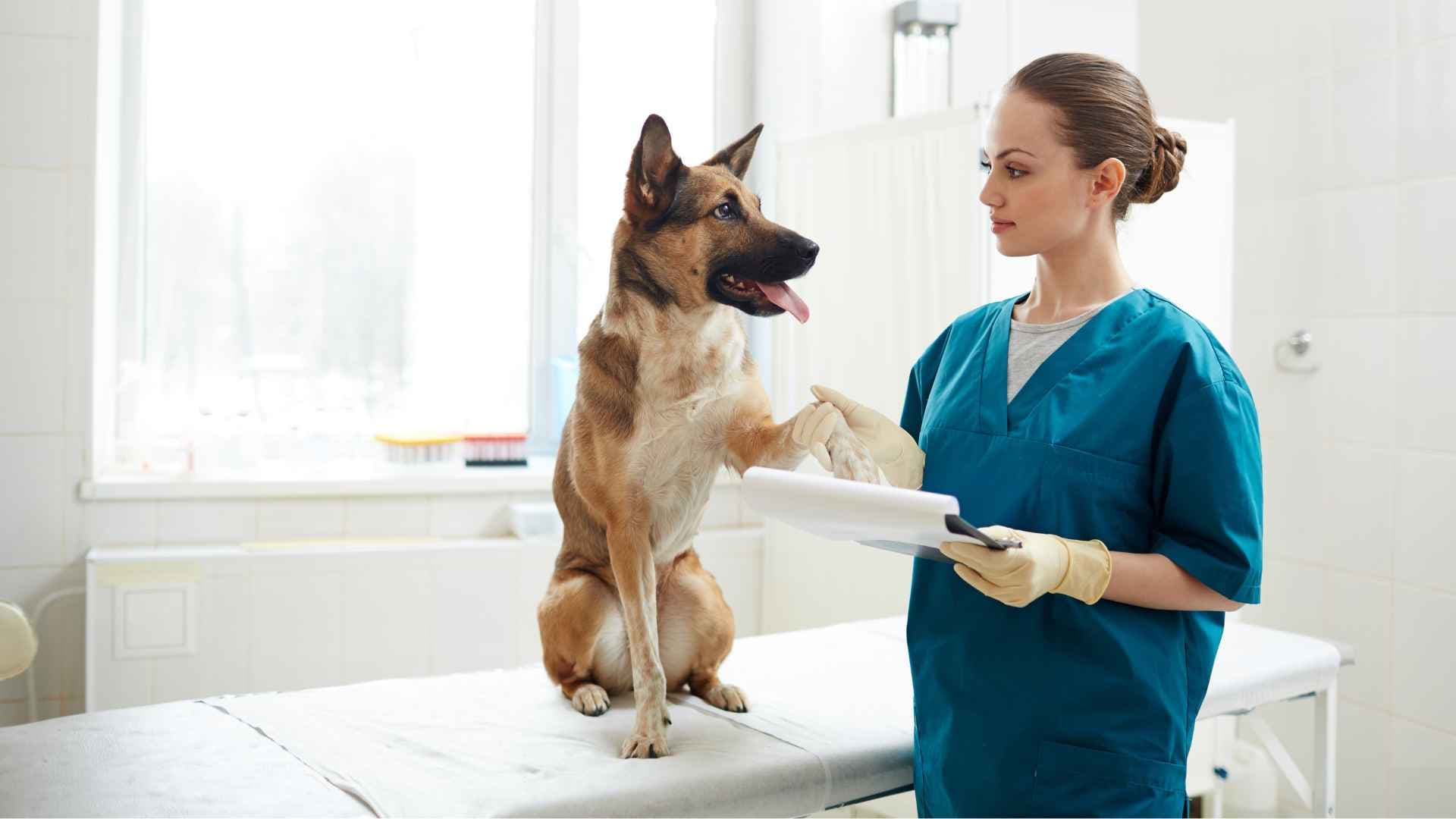 Veterinaria Conchalí: Direcciones y Contactos