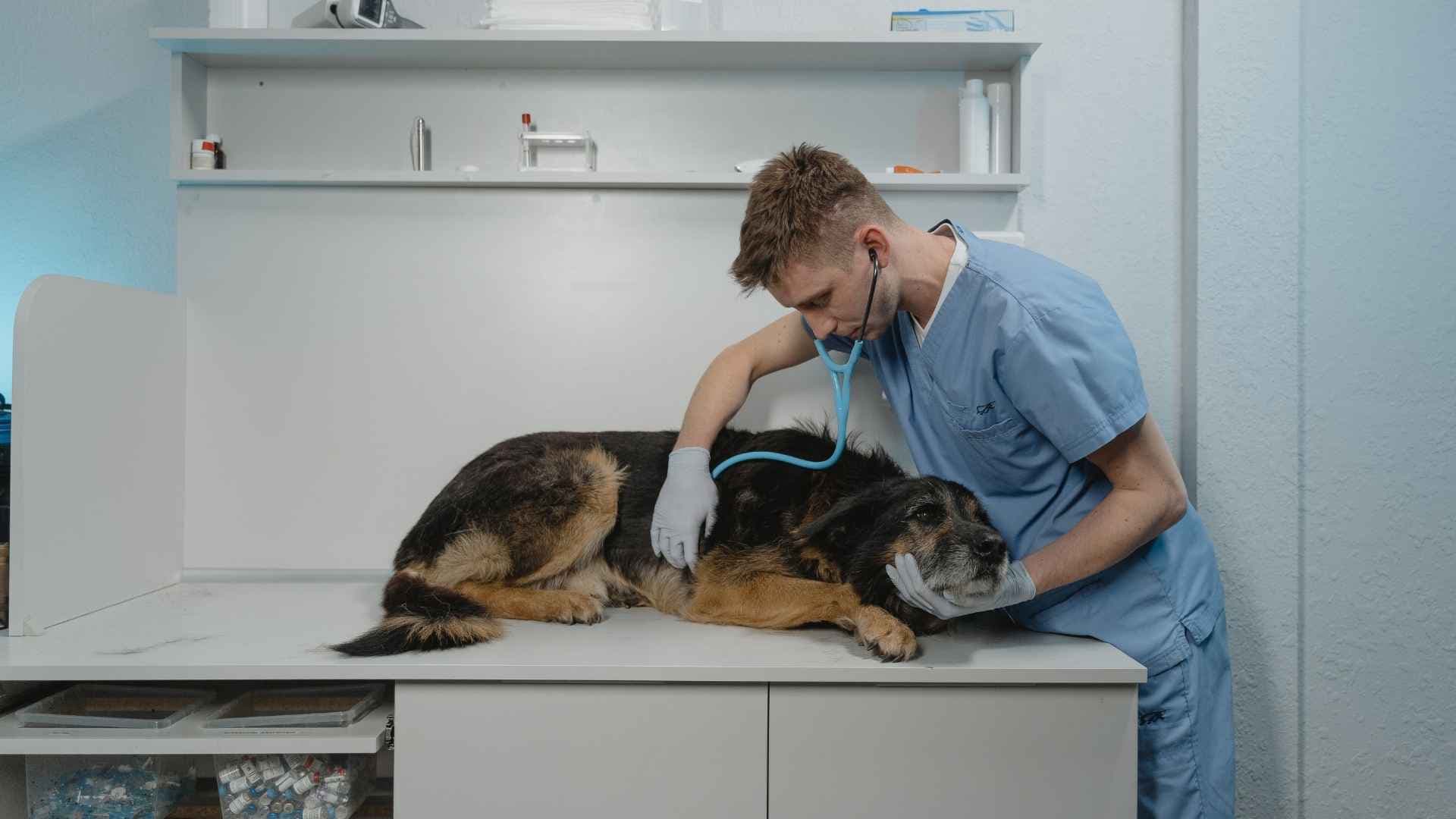 Veterinaria en Hualpén: guía para encontrar atención para tu mascota