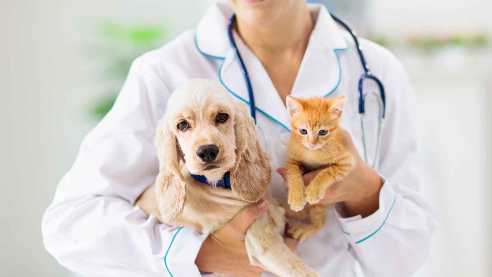 Veterinarias 24 Horas: Direcciones y Contactos