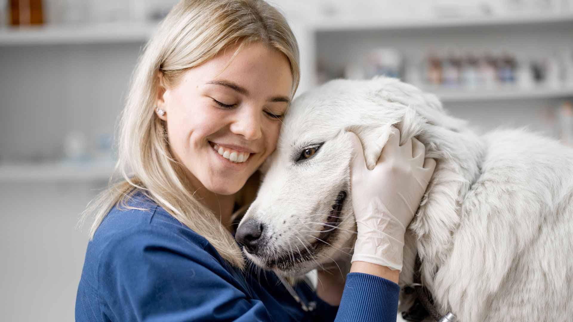 Veterinarias Quilpué: Direcciones y Contactos