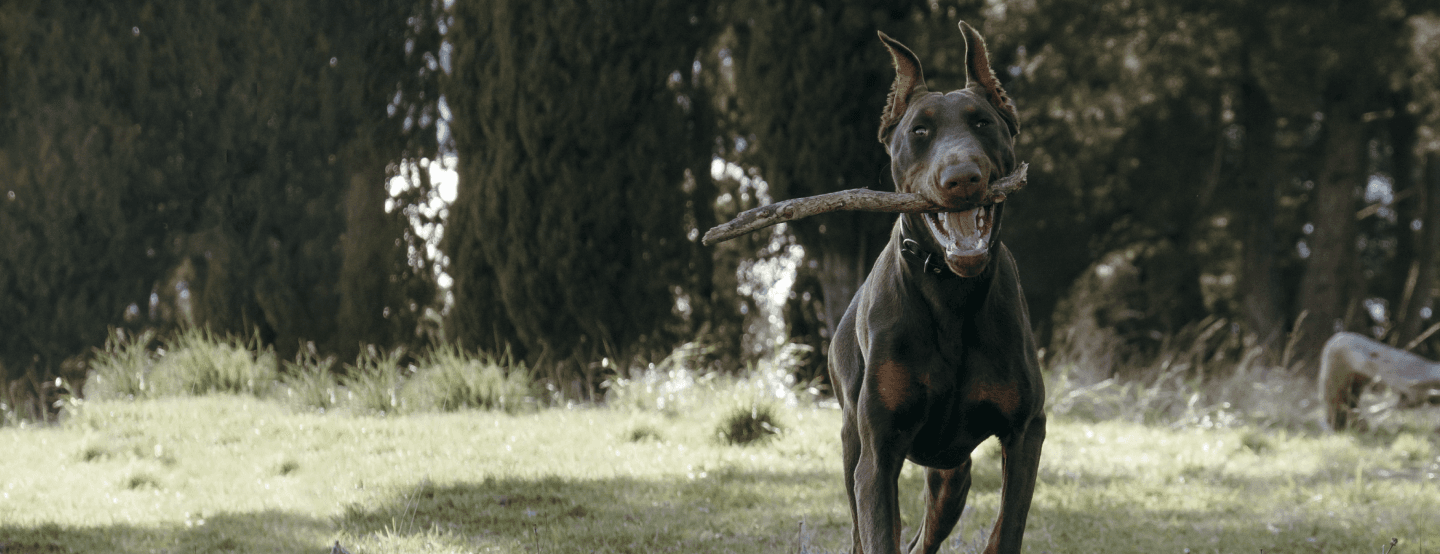 Doberman