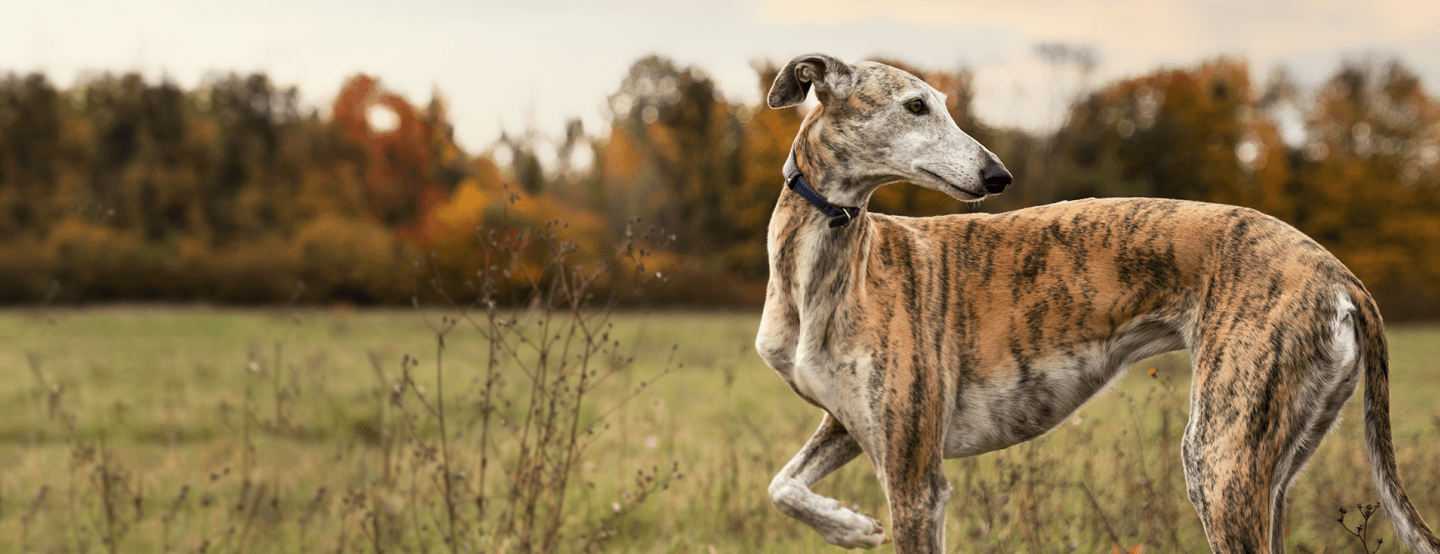 Galgo