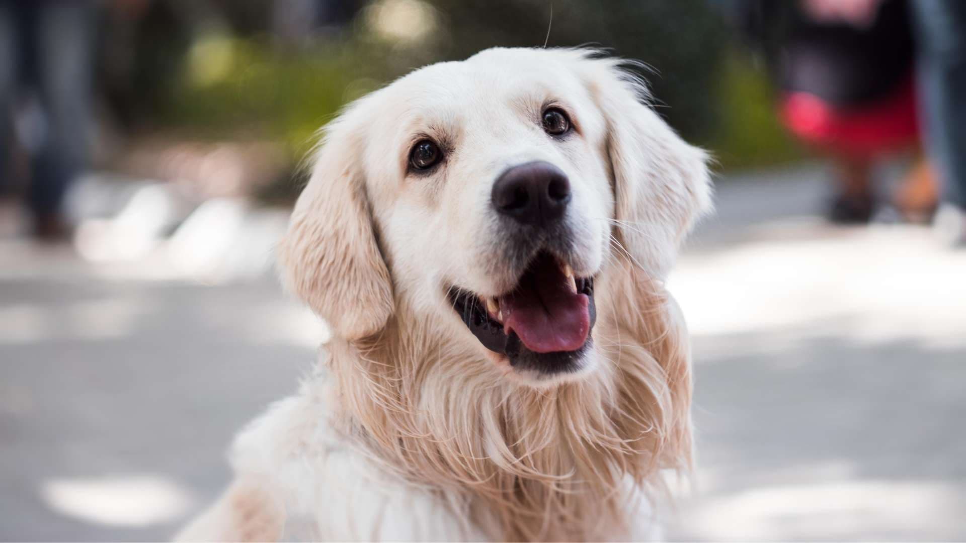 Melanoma en Perros: Causas, Síntomas y Tratamiento