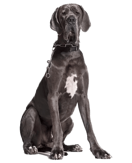 Grán Danés - Enfermedades